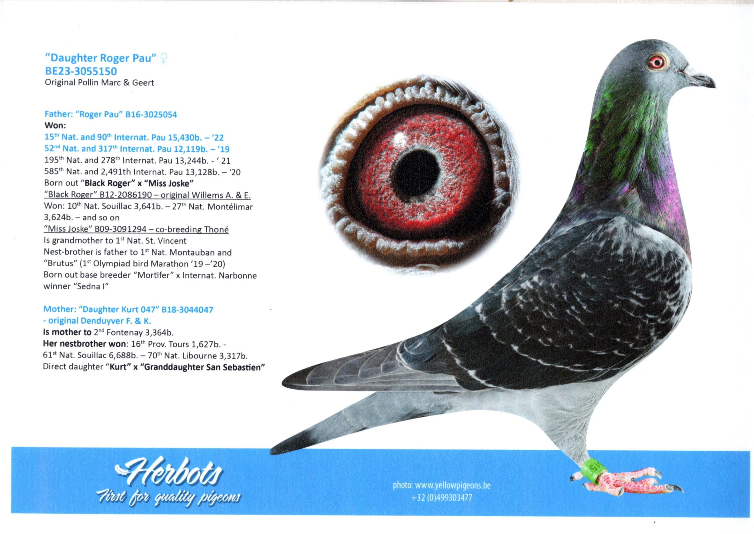 Pollin BE 3055150-23 売切れ