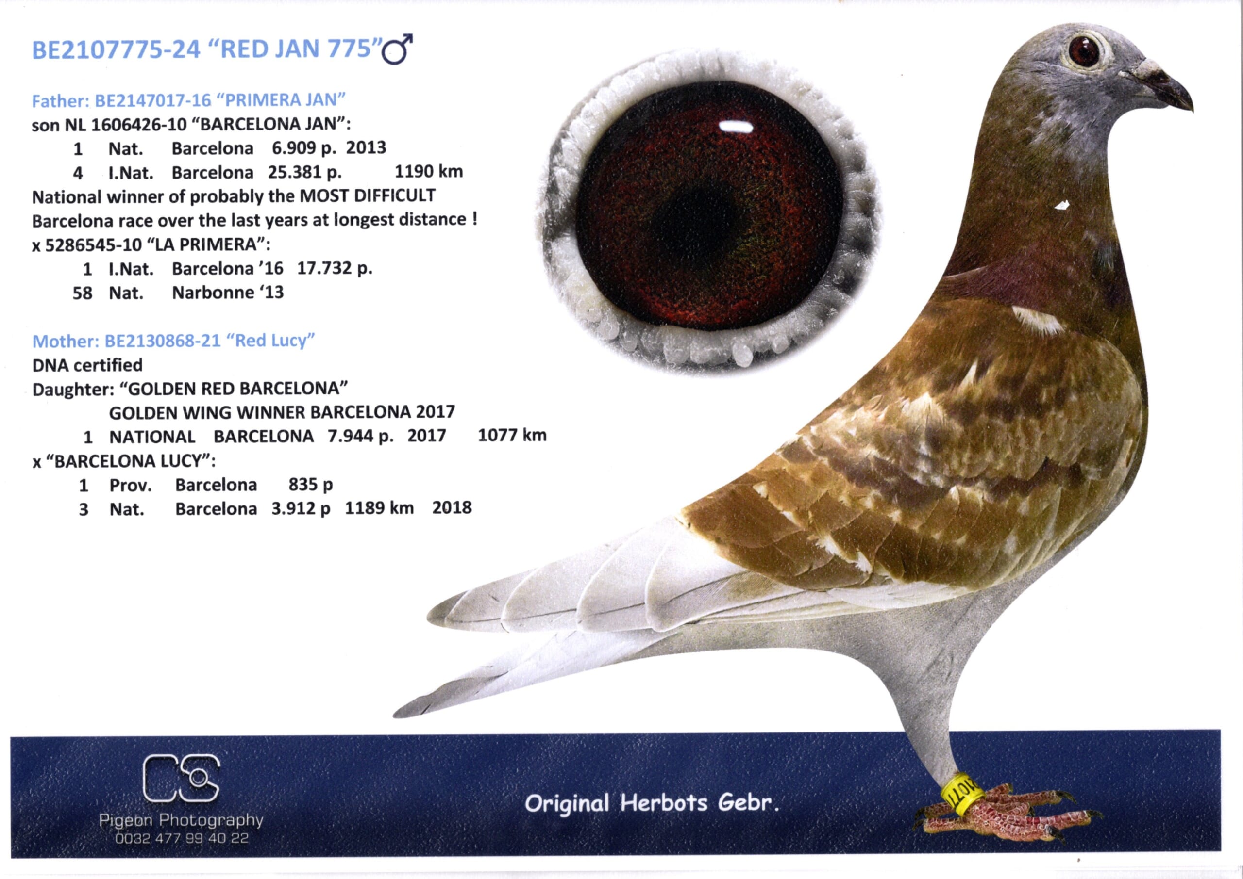 Herbots BE 2107775-24 売切れ