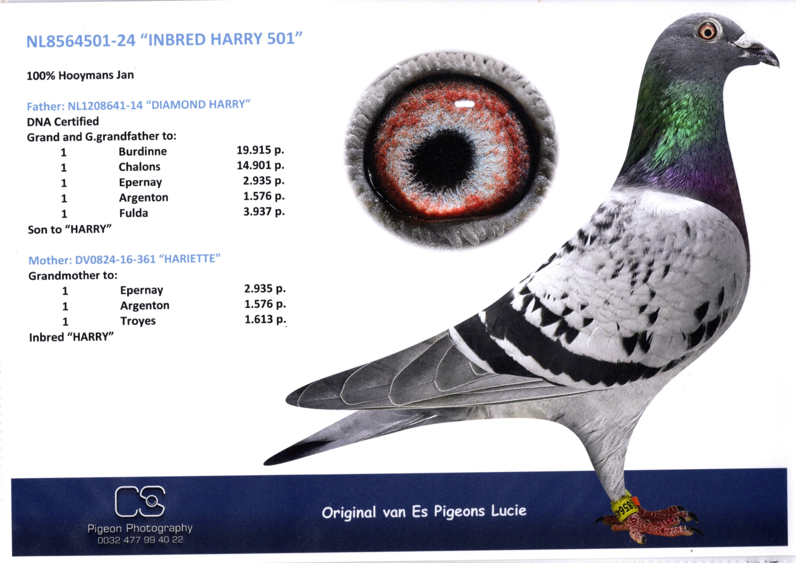 ルーシー・ファンエス NL 8564501-24 売切れ