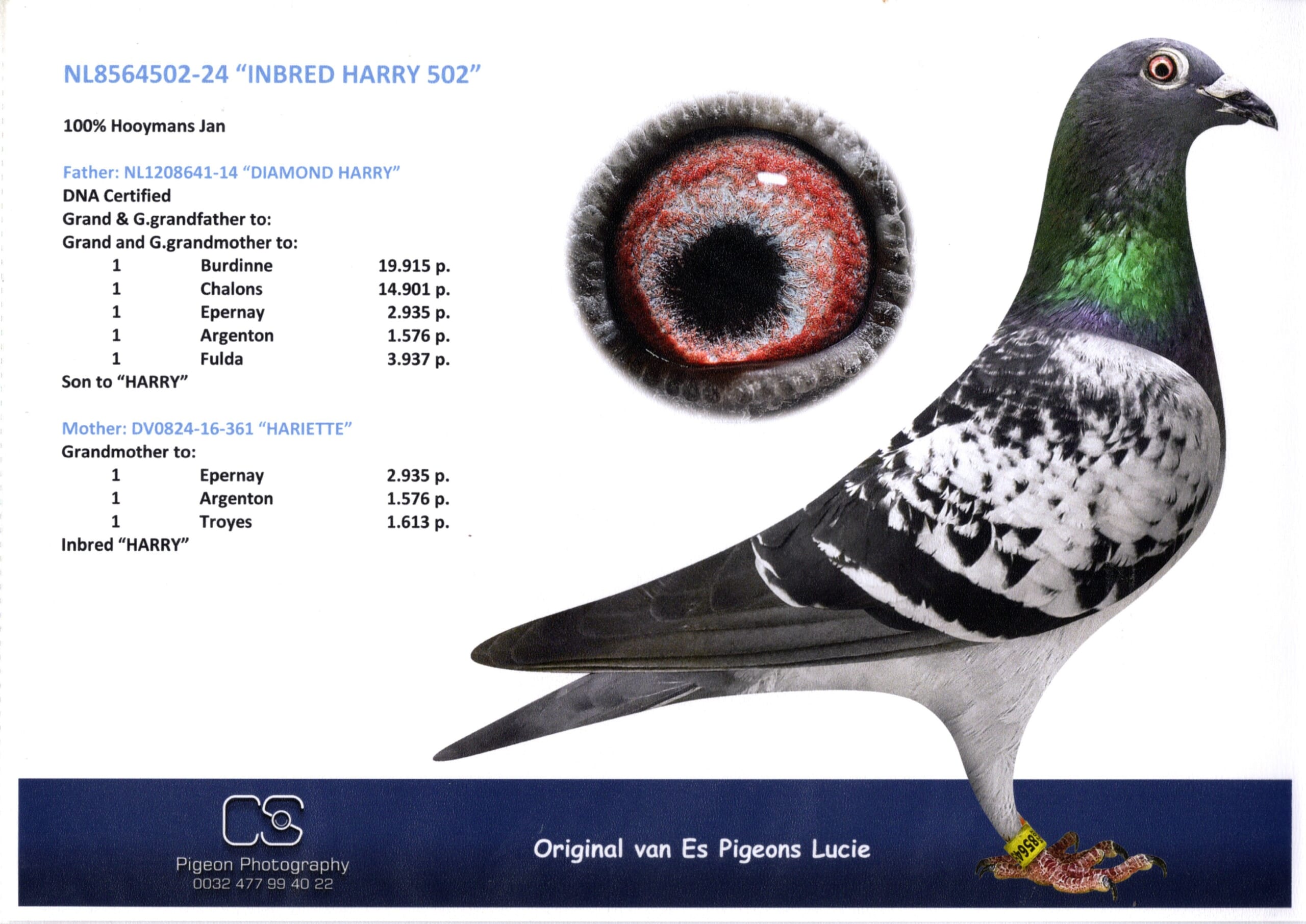 ルーシー・ファンエス NL 8564502-24 売切れ