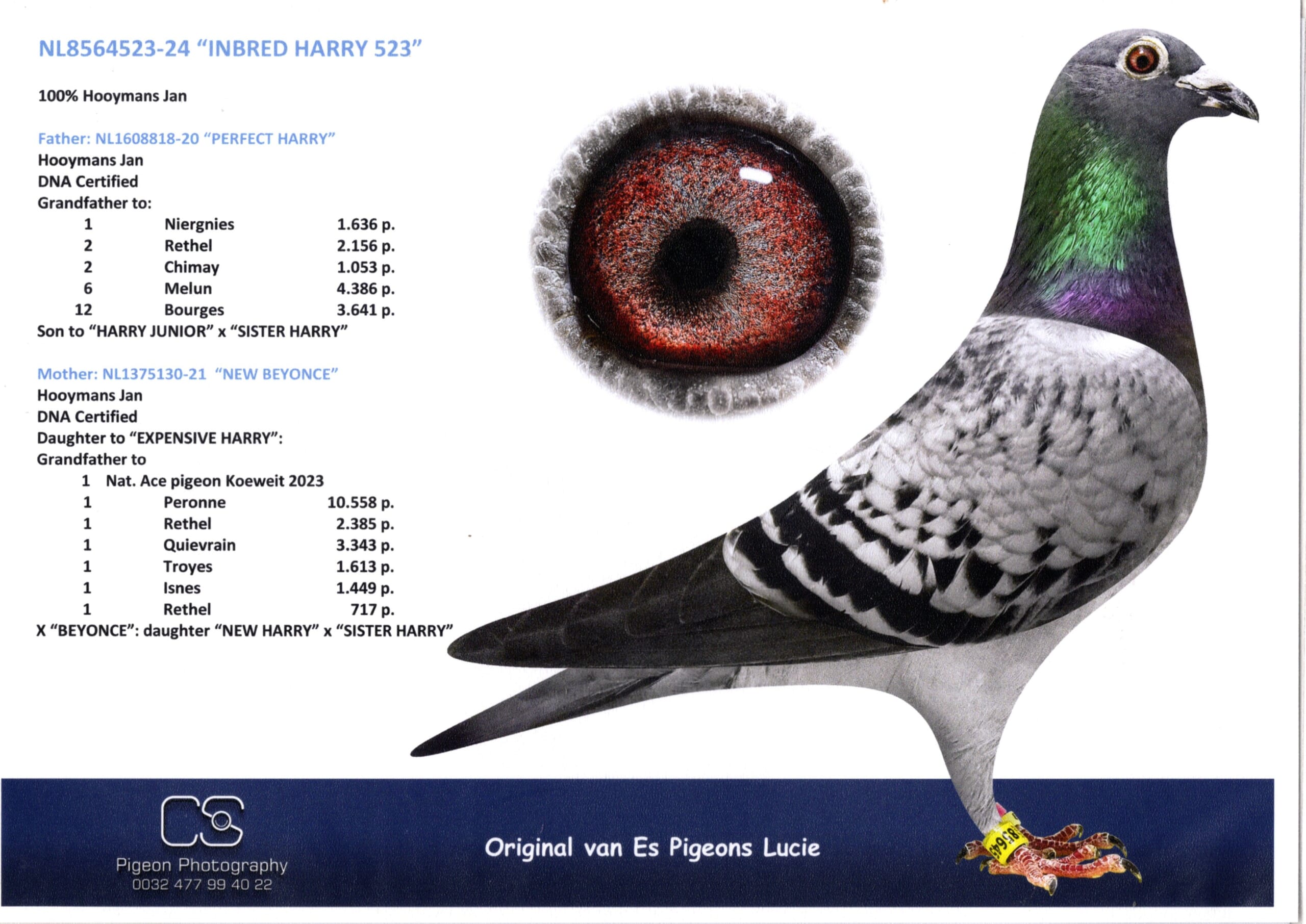 ルーシー・ファンエス NL 8564523-24 売切れ