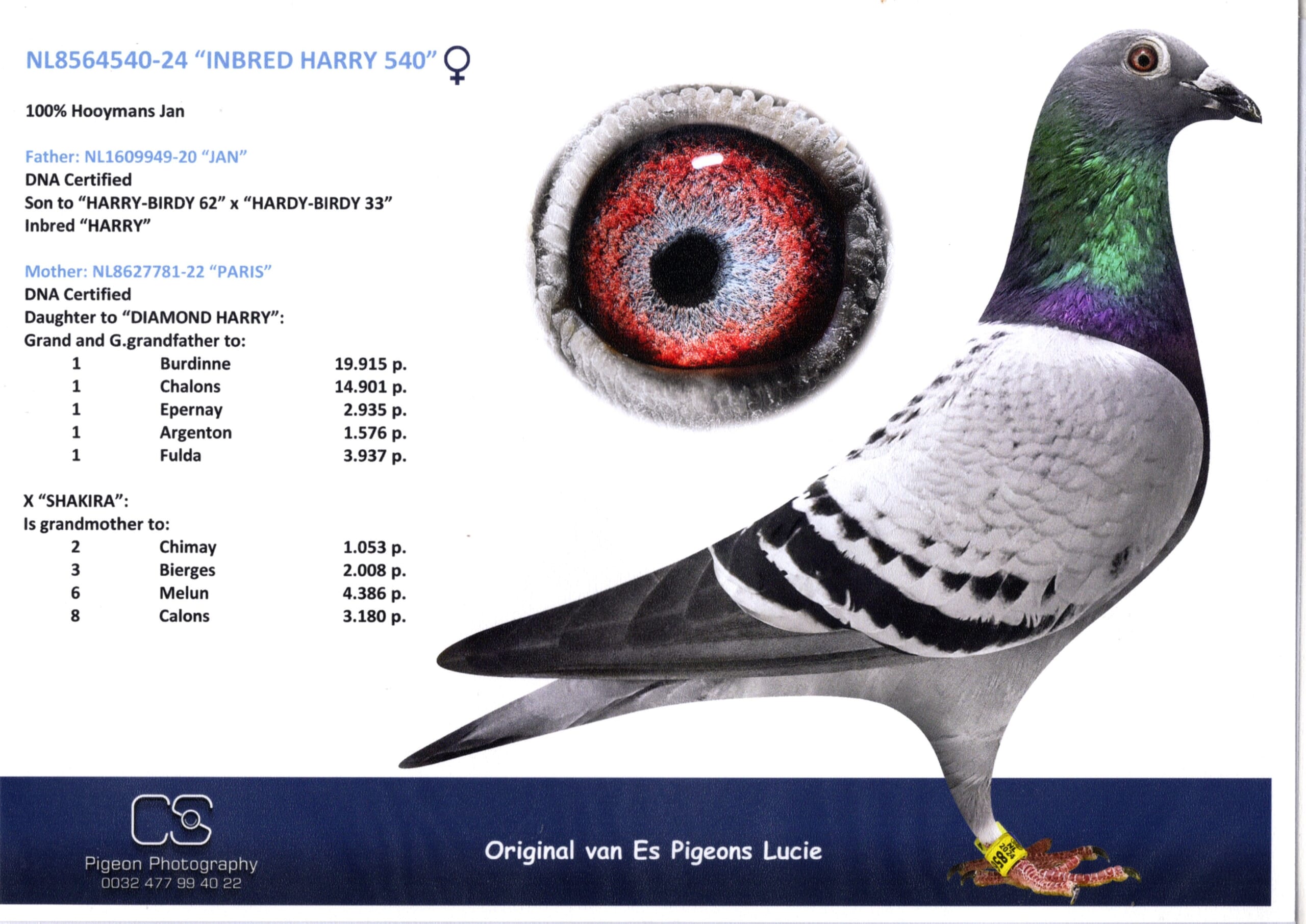 ルーシー・ファンエス NL 8564540-24 売切れ