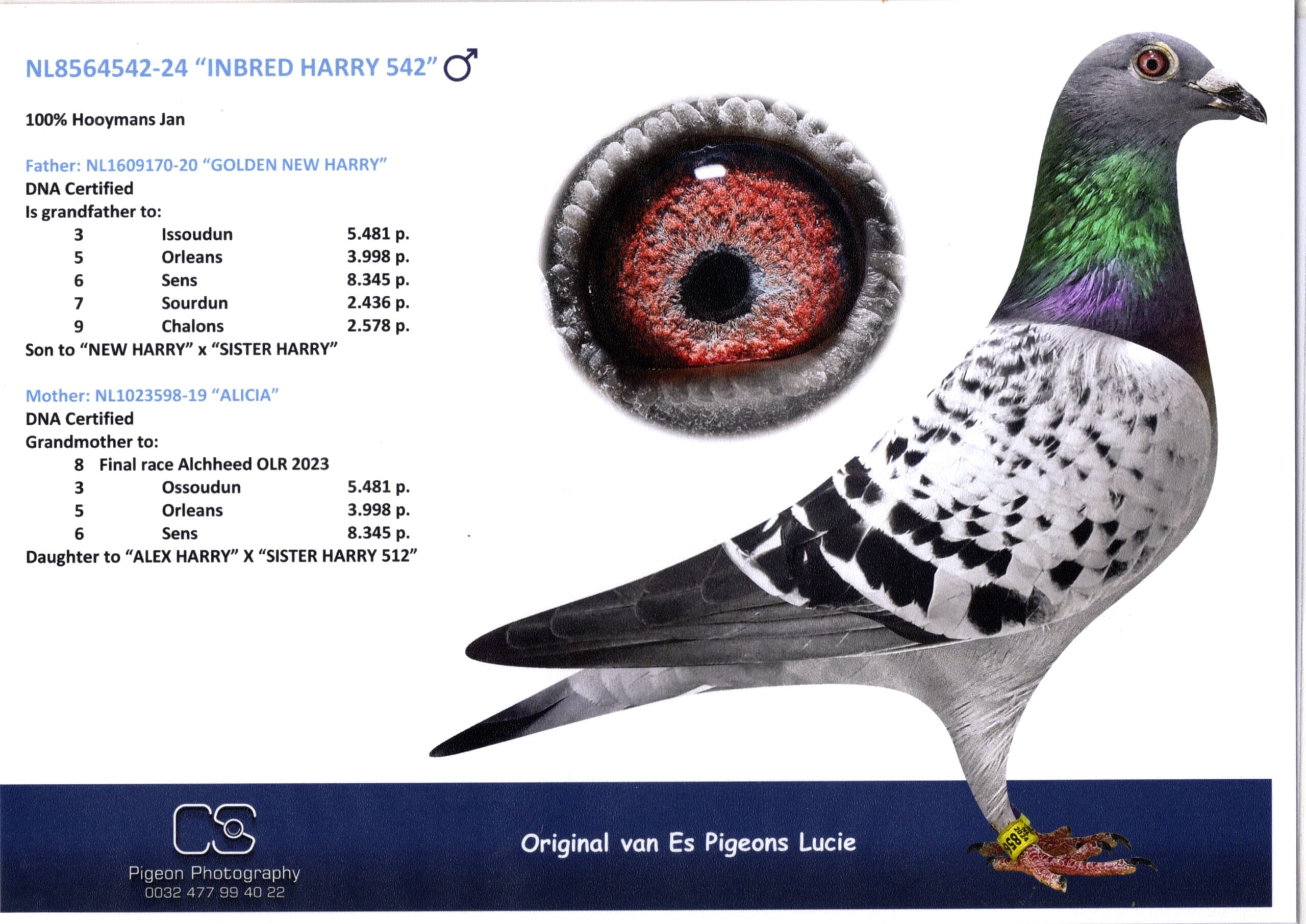 ルーシー・ファンエス NL 8564542-24 売切れ