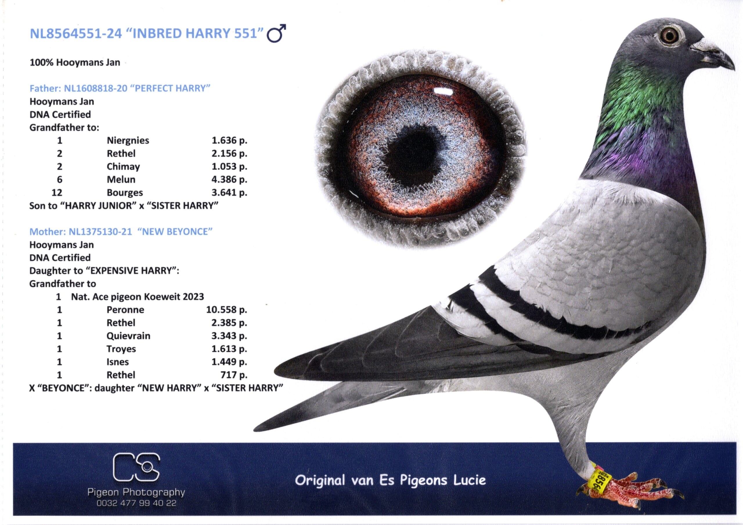 ルーシー・ファンエス NL 8564551-24 売切れ