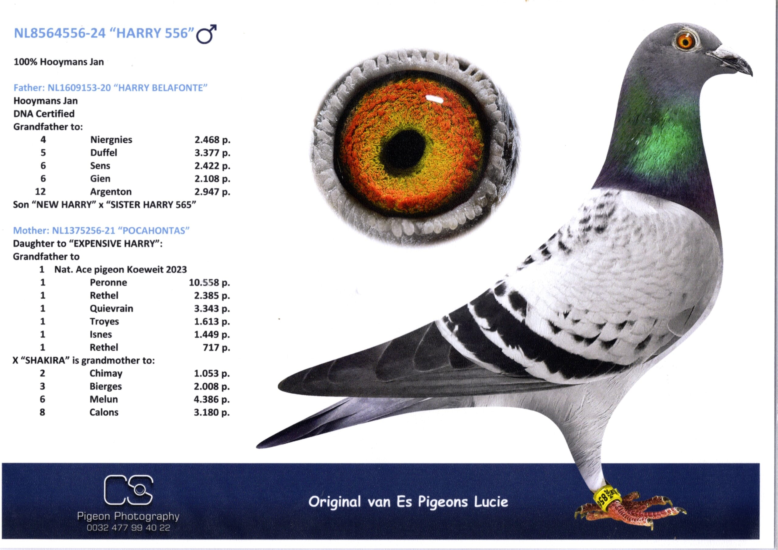 ルーシー・ファンエス NL 8564556-24 売切れ