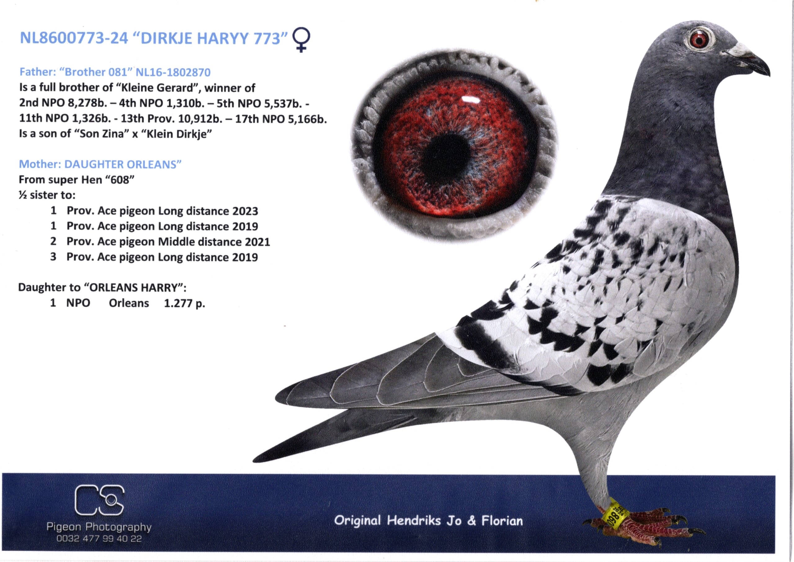 ヘンドリックス NL 8600773-24 北野鳩舎種鳩