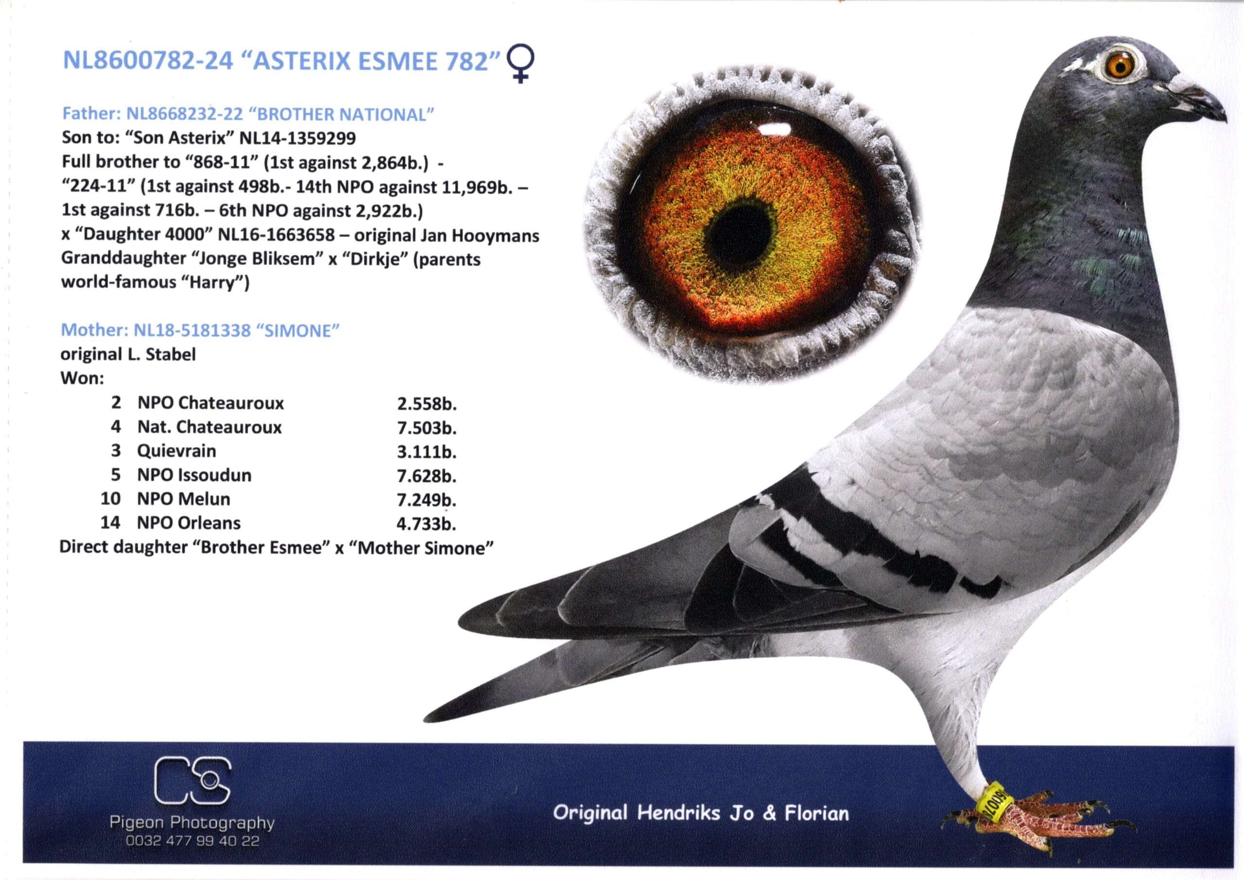 ヘンドリックス NL 8600782-24