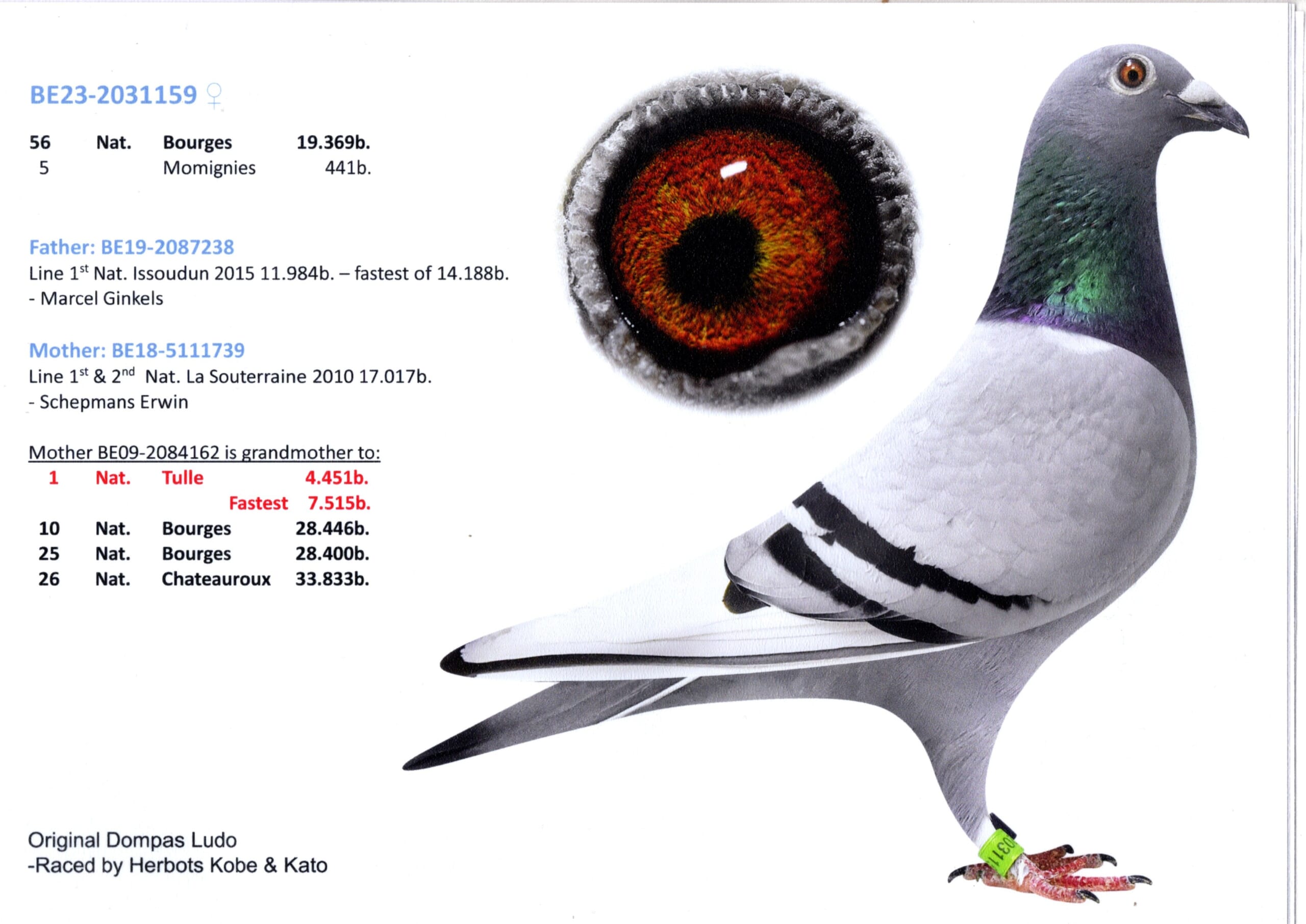 Dompas Ludo BE 2031159-23 売切れ