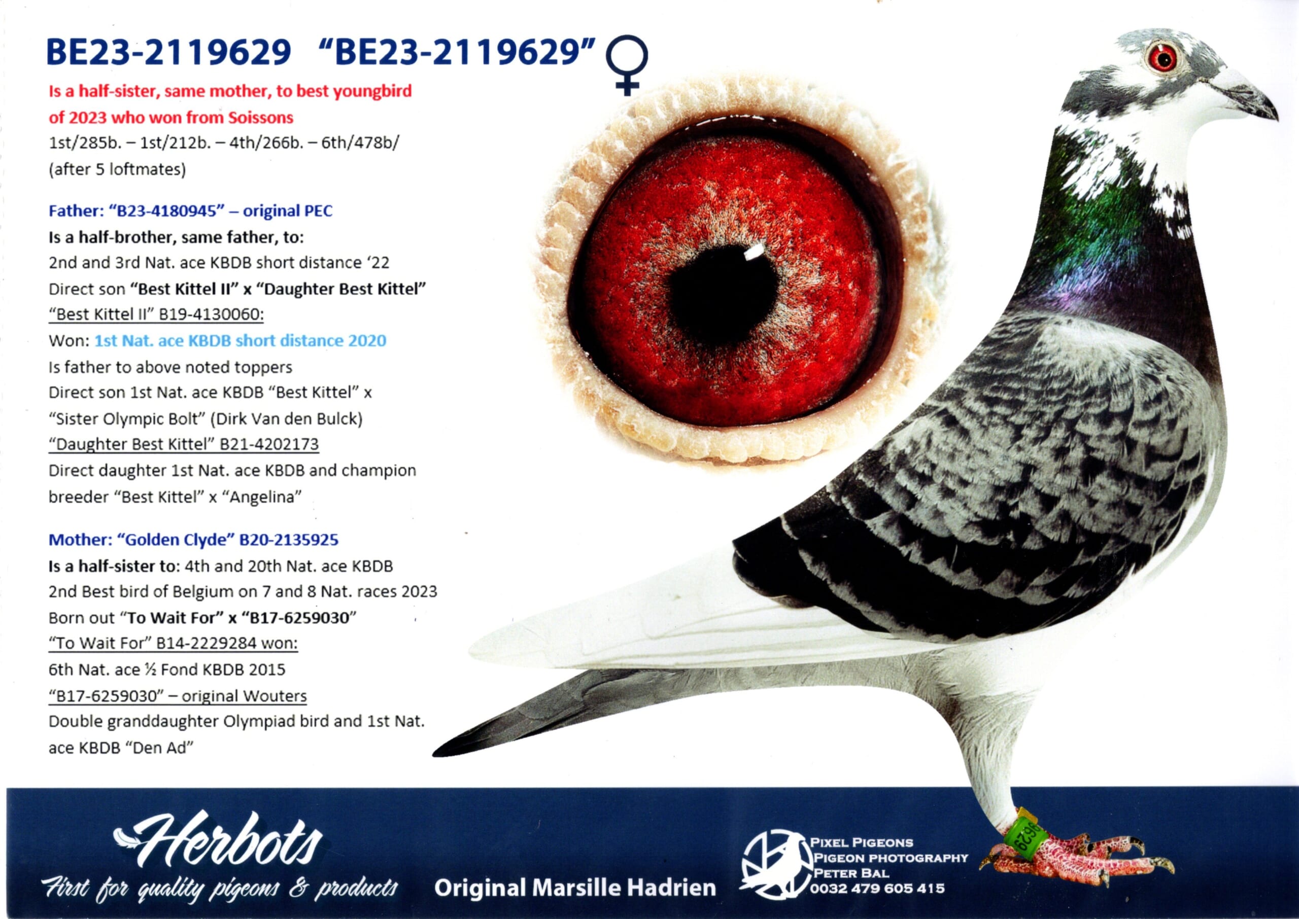 Marsille BE 2119629-23 売切れ