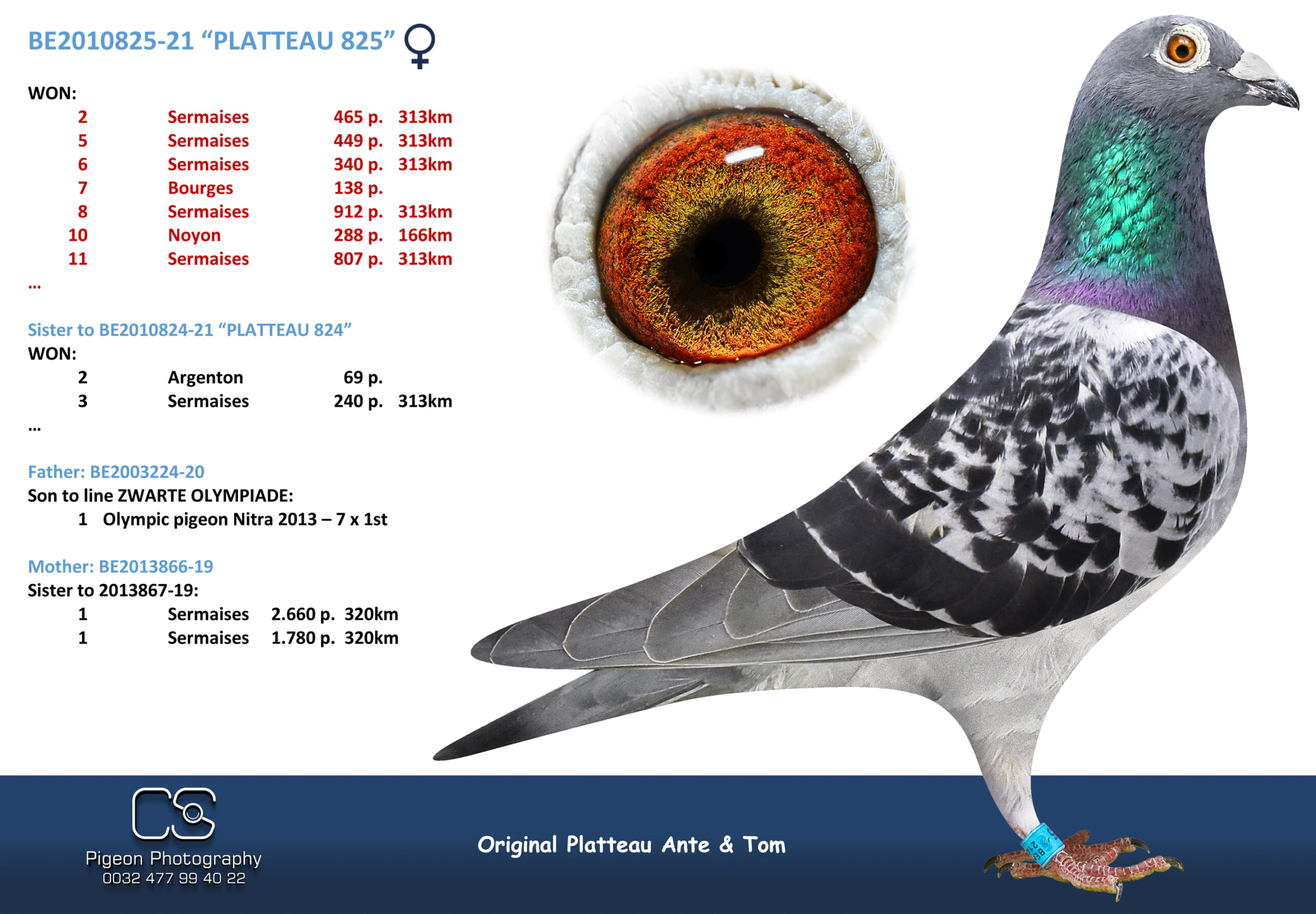PLATTEAU Ante & Tom 2010825-21 売切れ