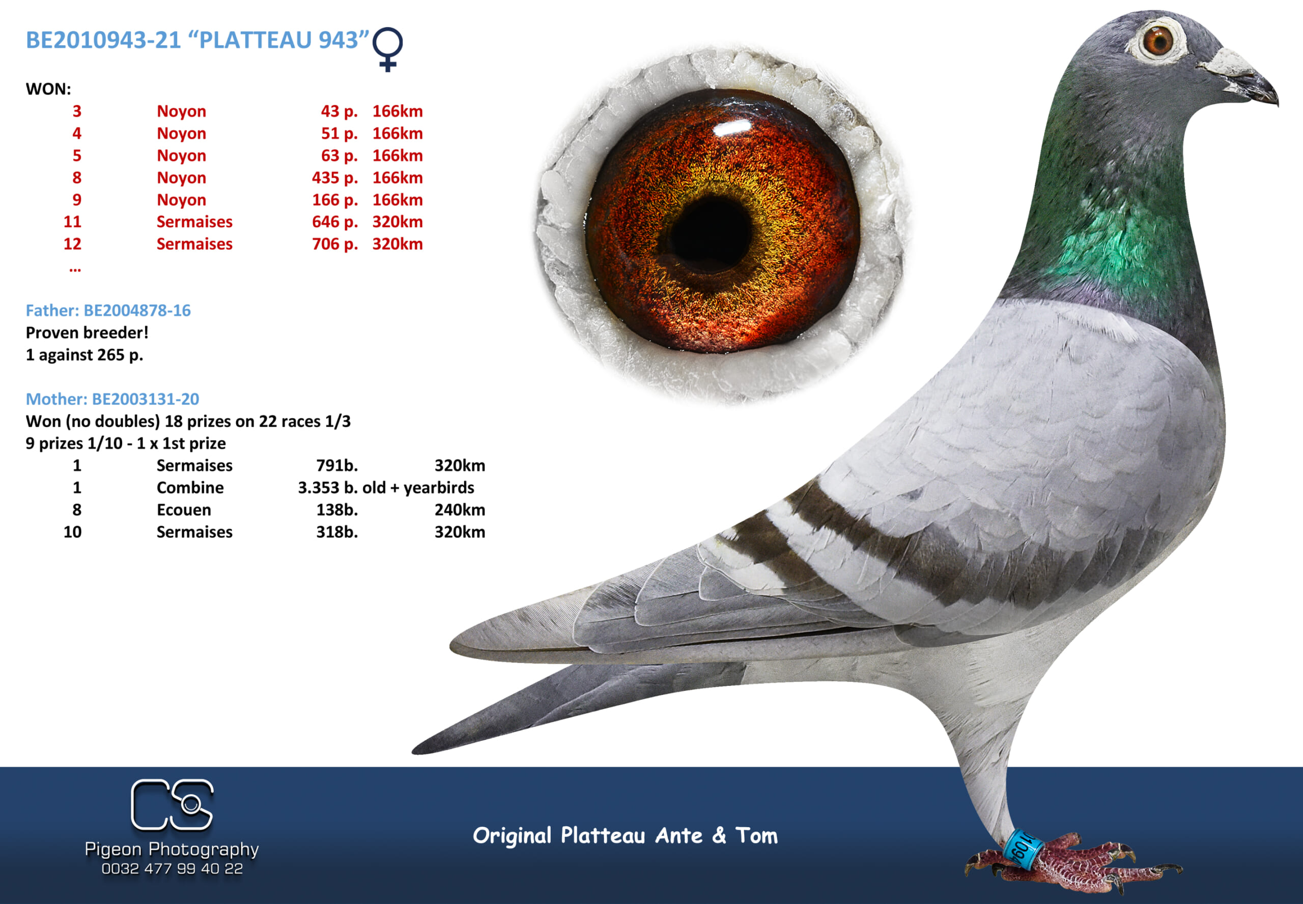 PLATTEAU Ante & Tom 2010943-21 2階で配合