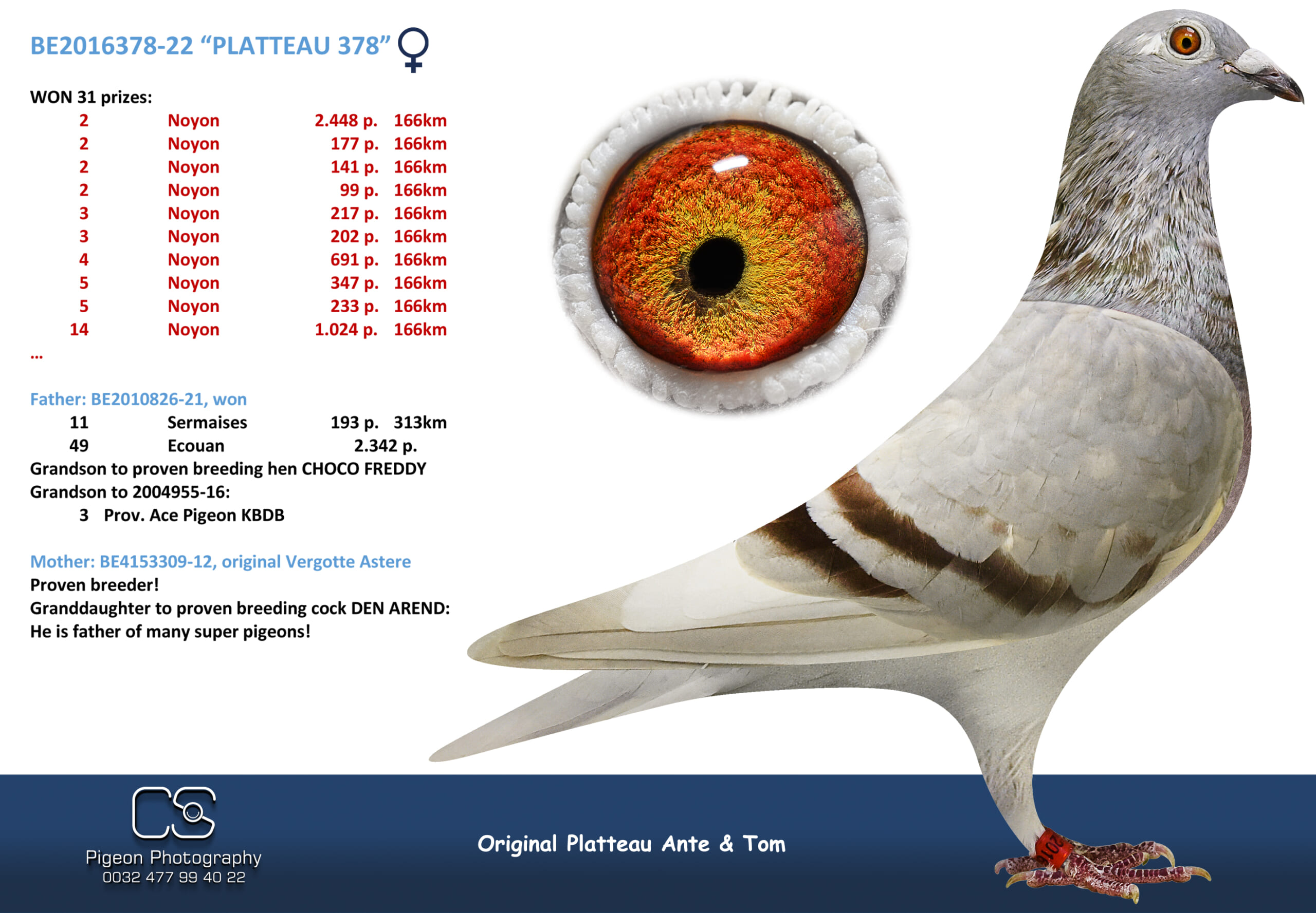 PLATTEAU Ante & Tom 2016378-22 売切れ