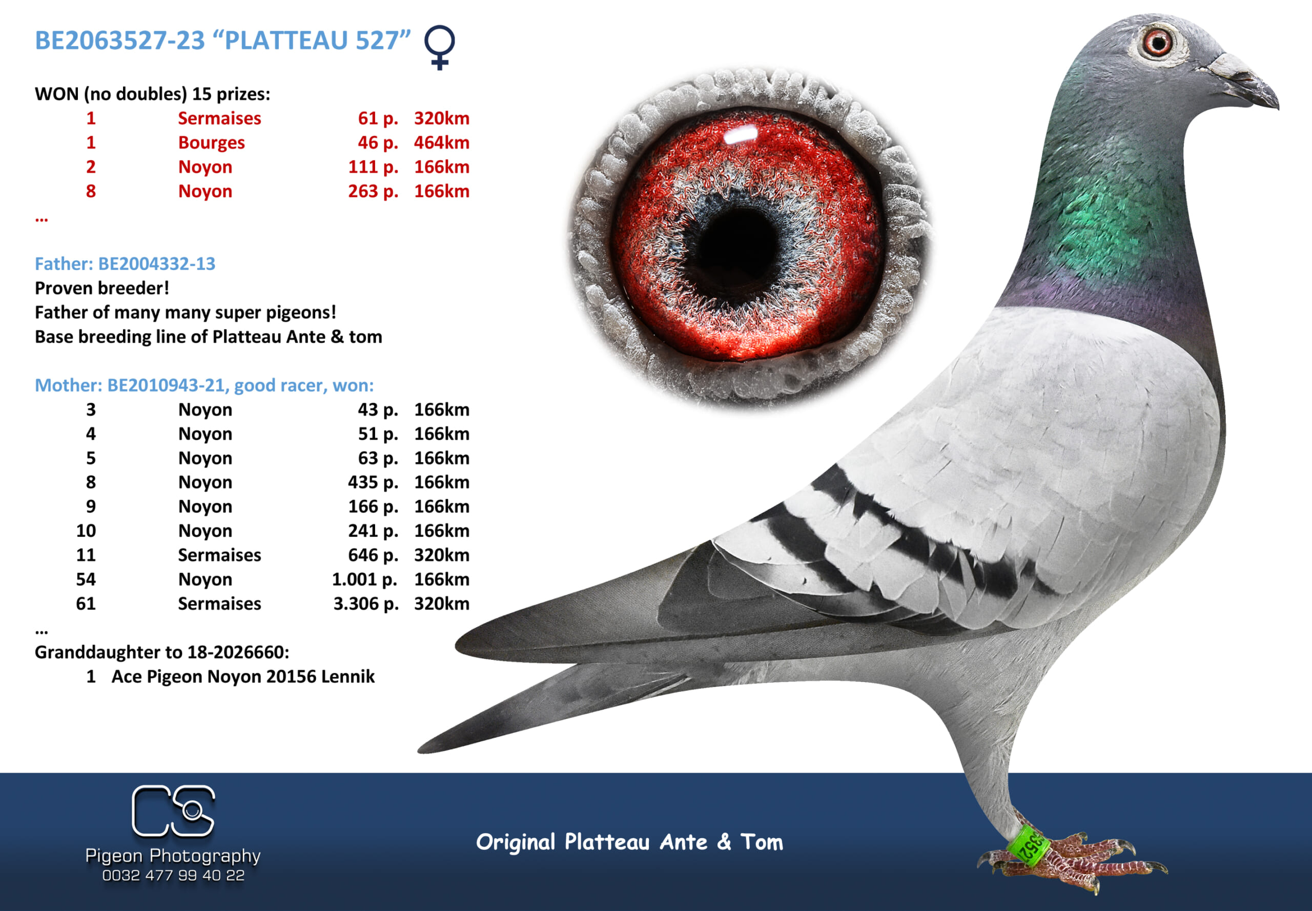 PLATTEAU Ante & Tom 2063527-23