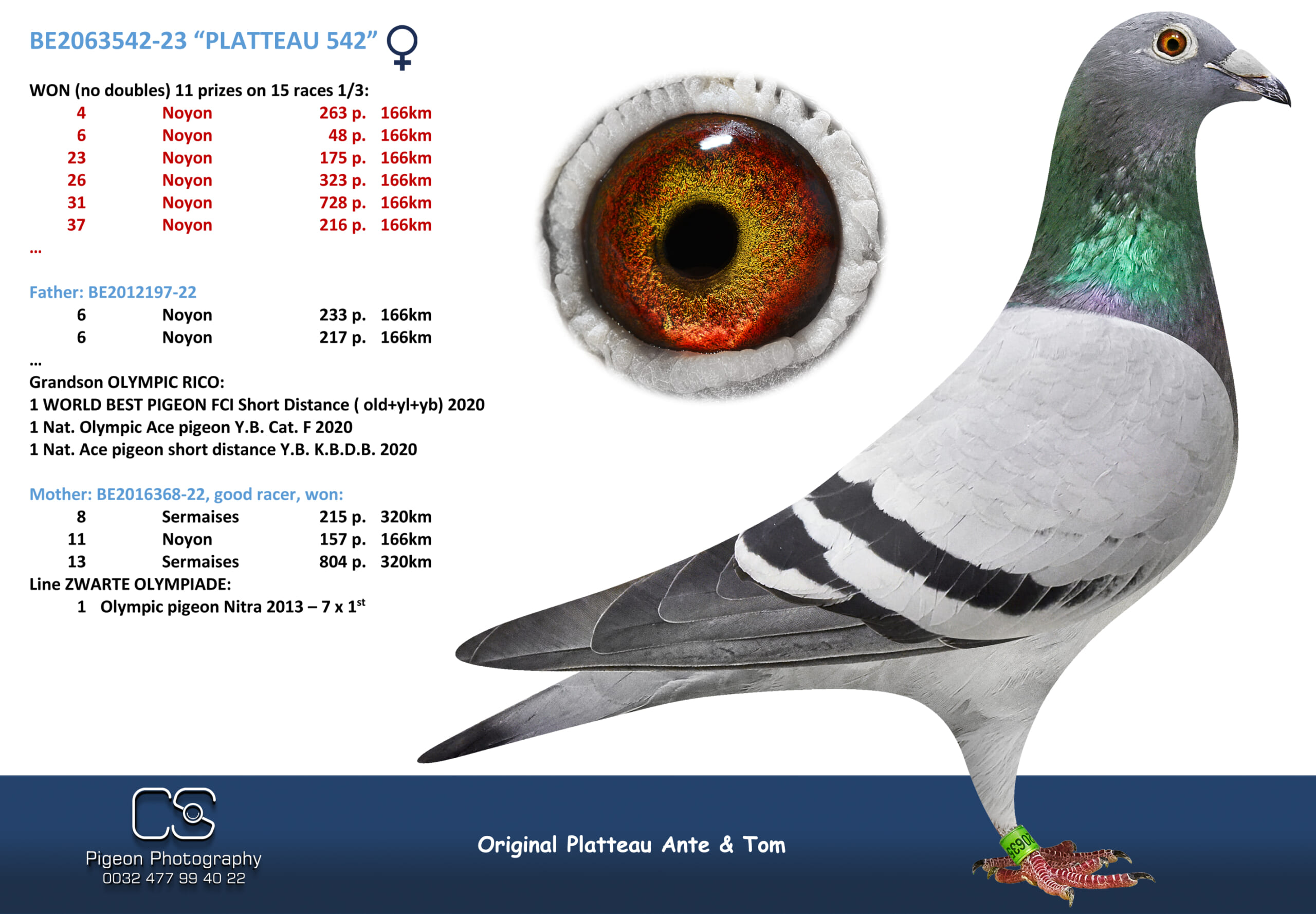 PLATTEAU Ante & Tom 2063542-23