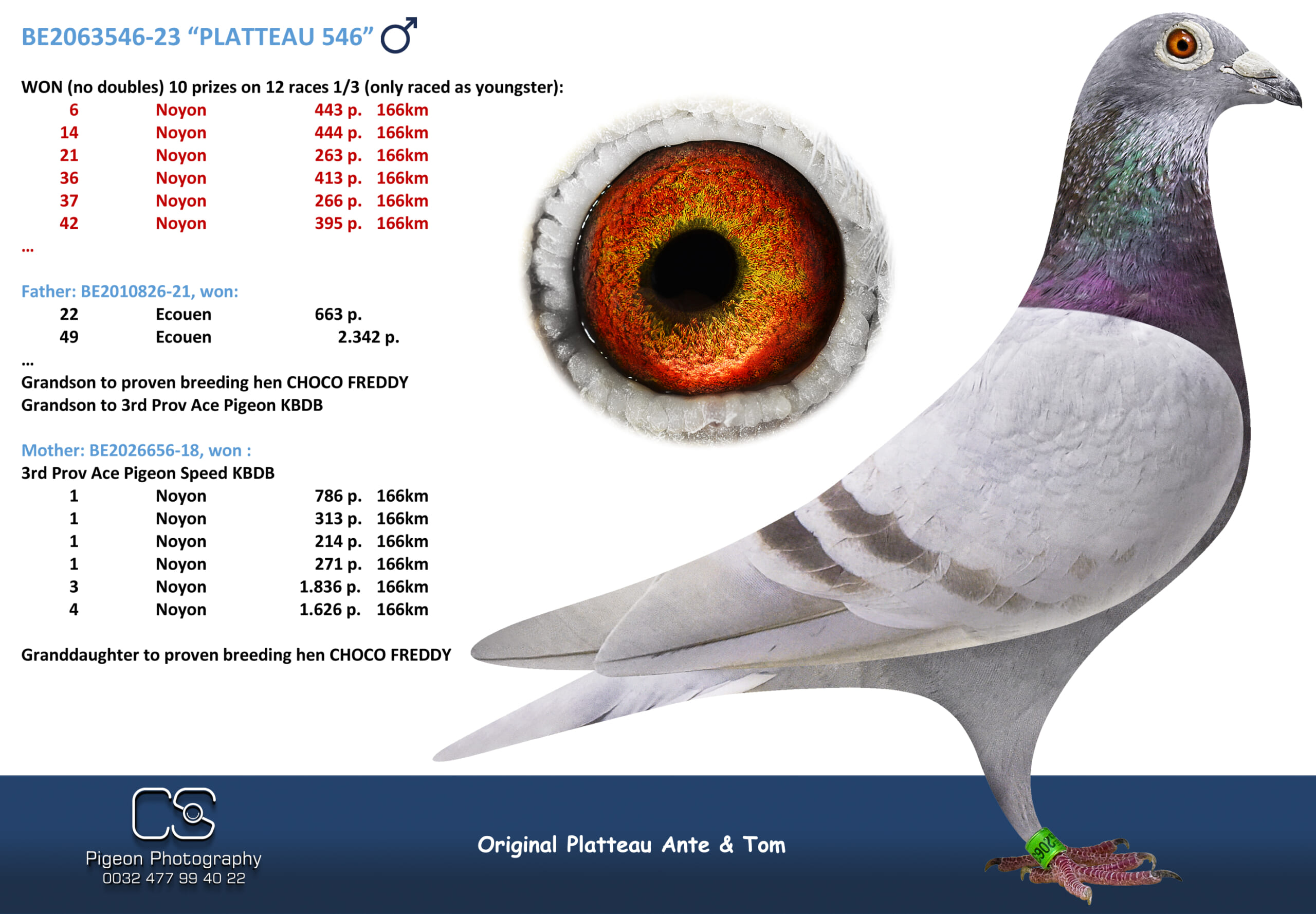 PLATTEAU Ante & Tom 2063546-23