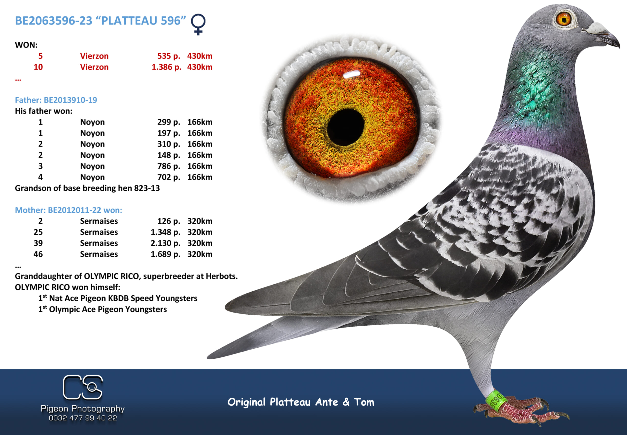 PLATTEAU Ante & Tom 2063596-23