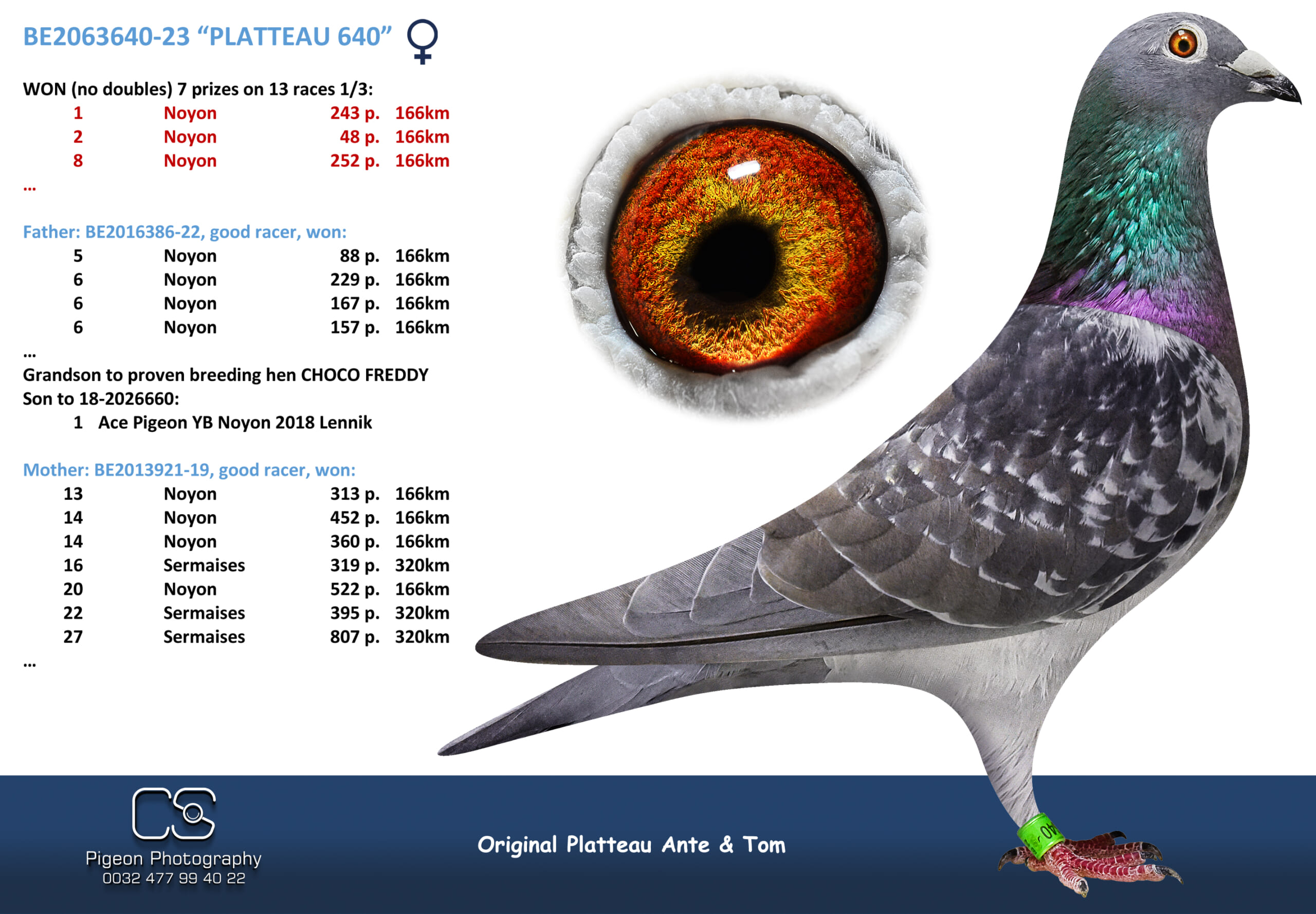 PLATTEAU Ante & Tom 2063640-23 売切れ