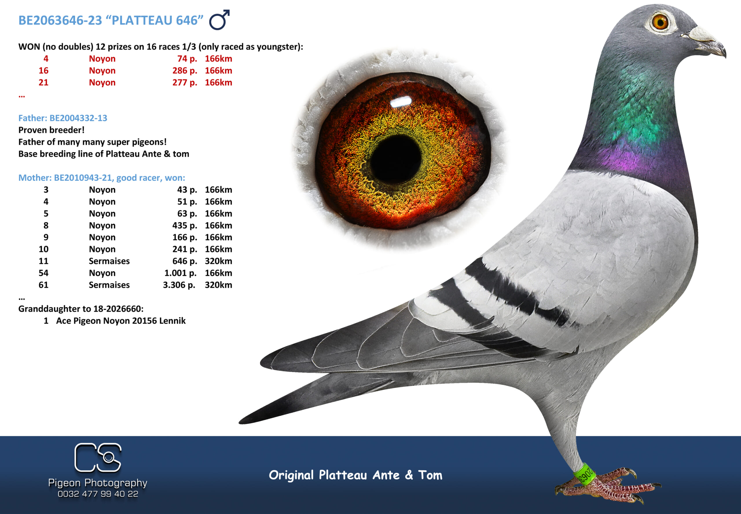 PLATTEAU Ante & Tom 2063646-23