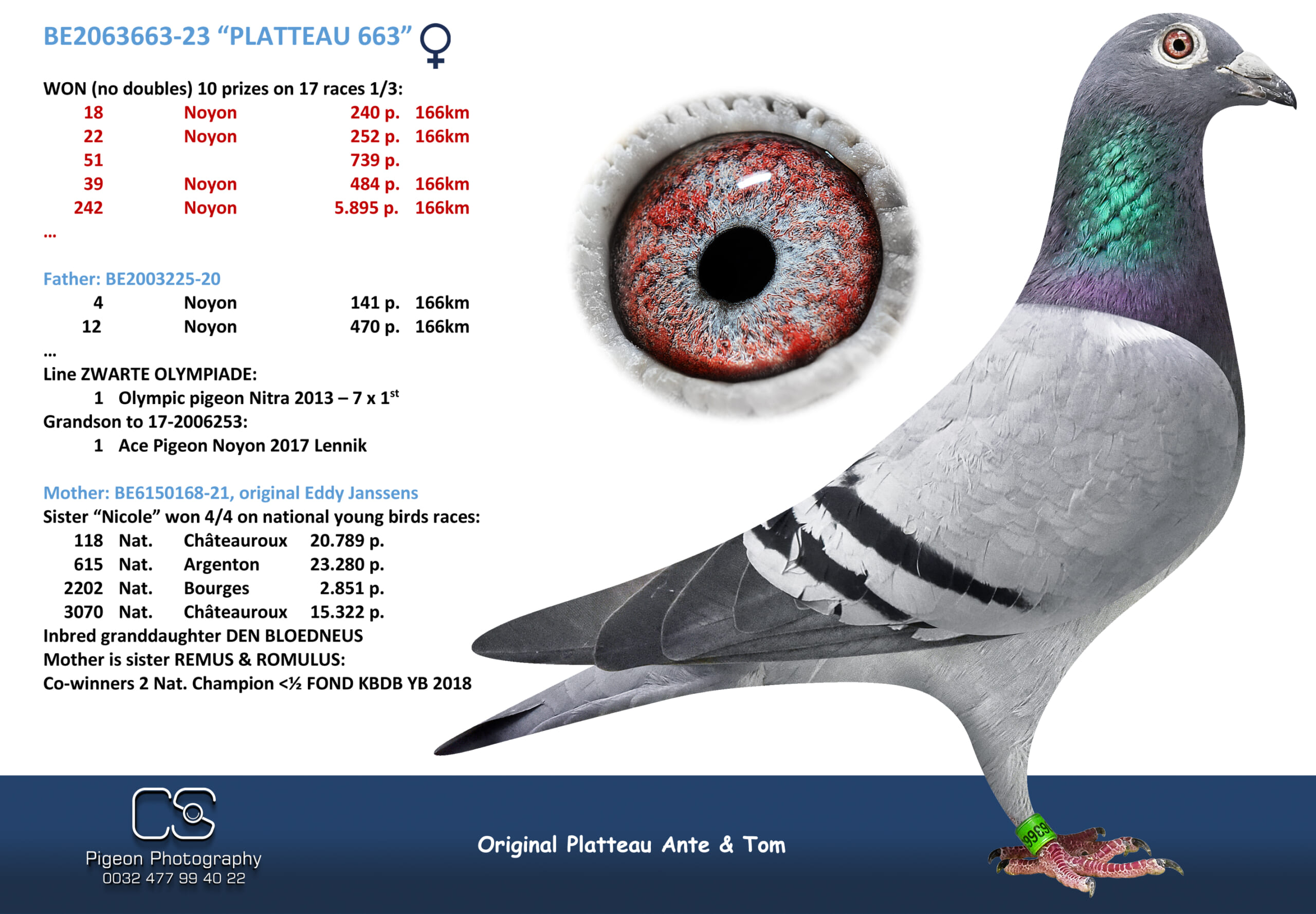 PLATTEAU Ante & Tom 2063663-23