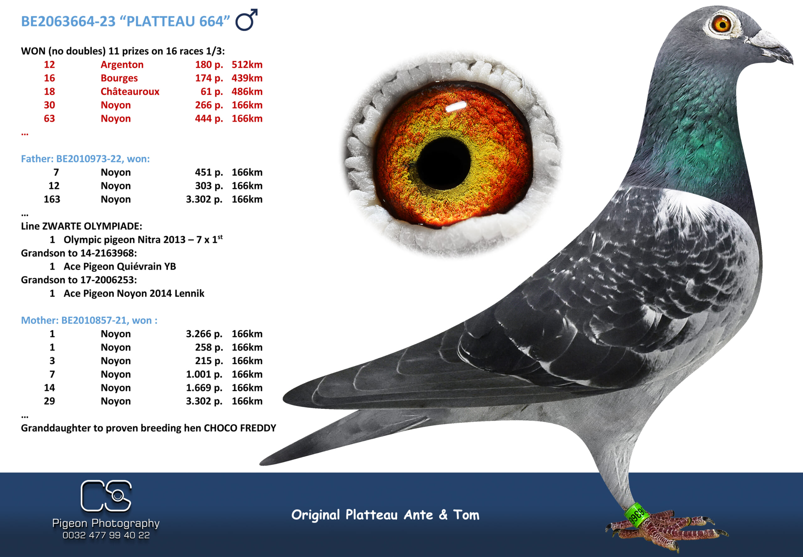 PLATTEAU Ante & Tom 2063664-23売切れ