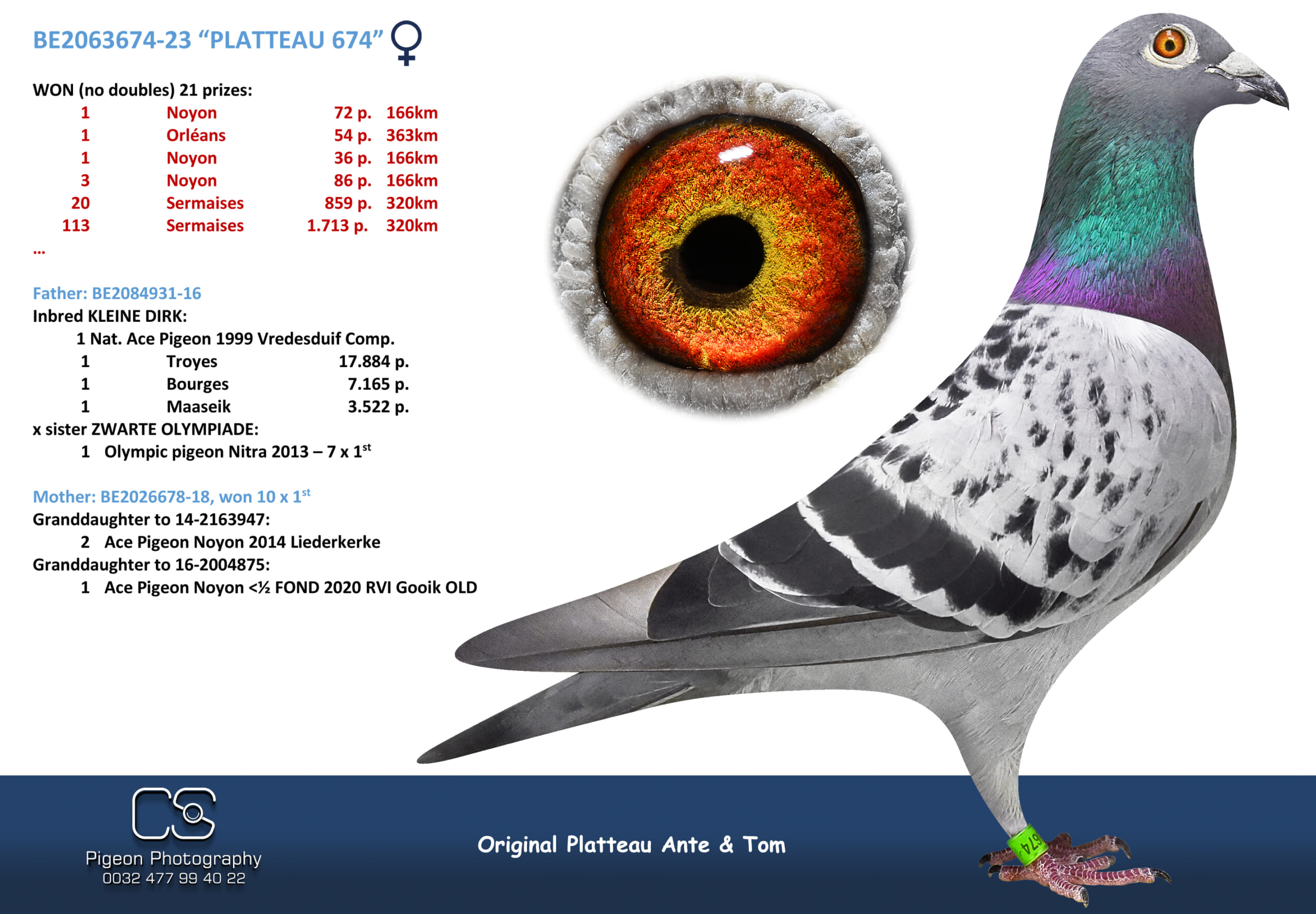 PLATTEAU Ante & Tom 2063674-23 売切れ