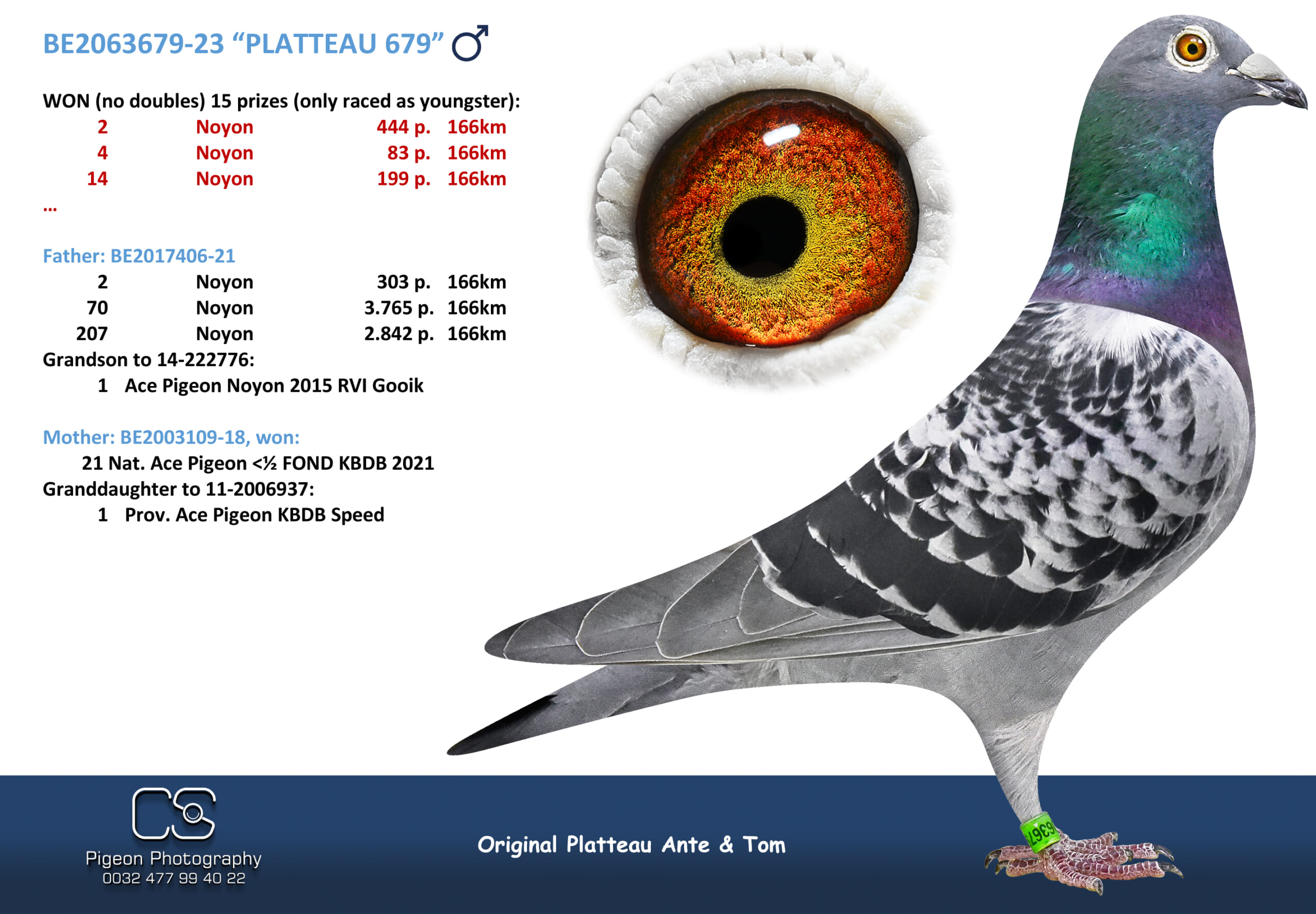 PLATTEAU Ante & Tom 2063679-23