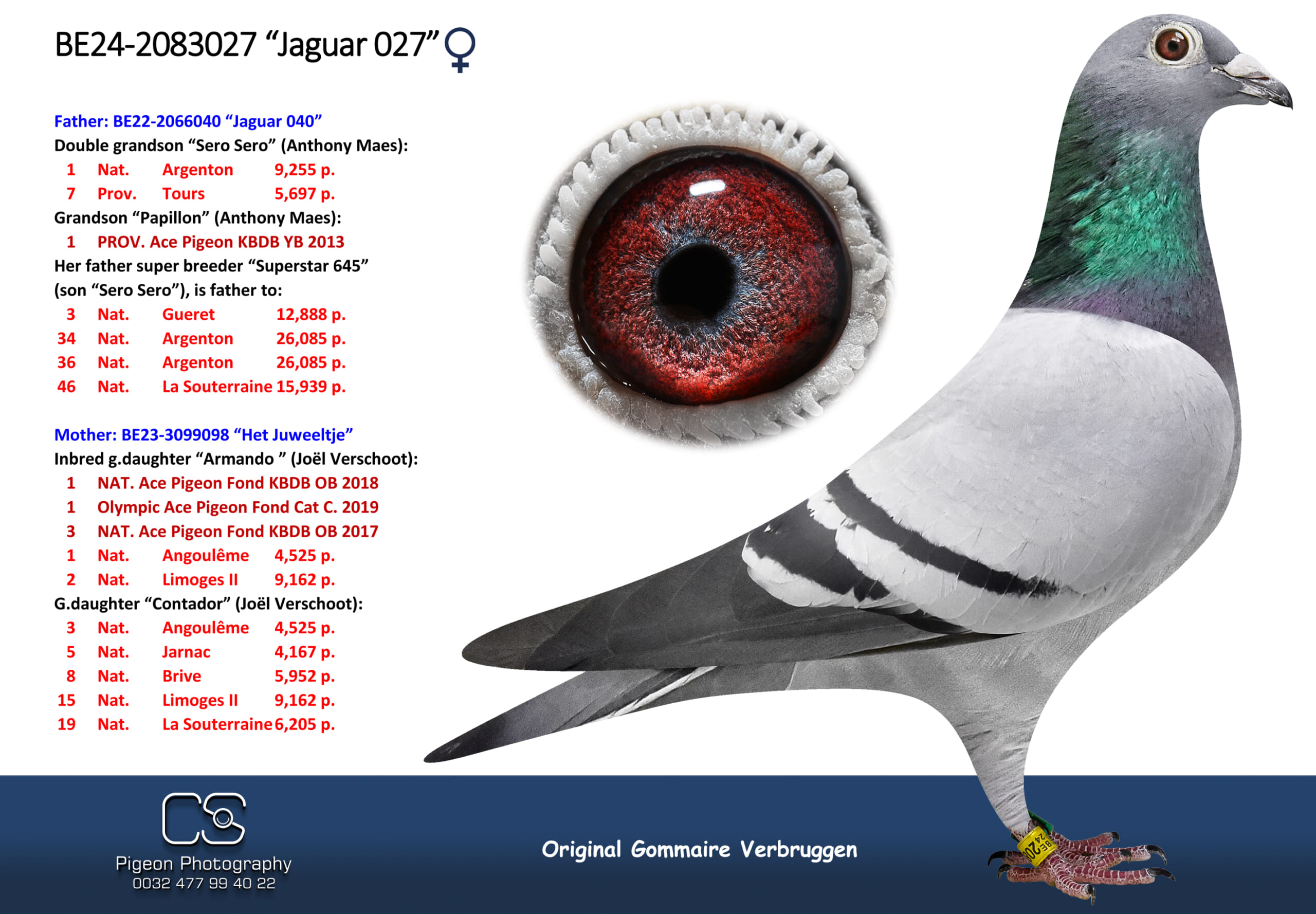 ゴメール・フェルブルッゲン 2083027-24