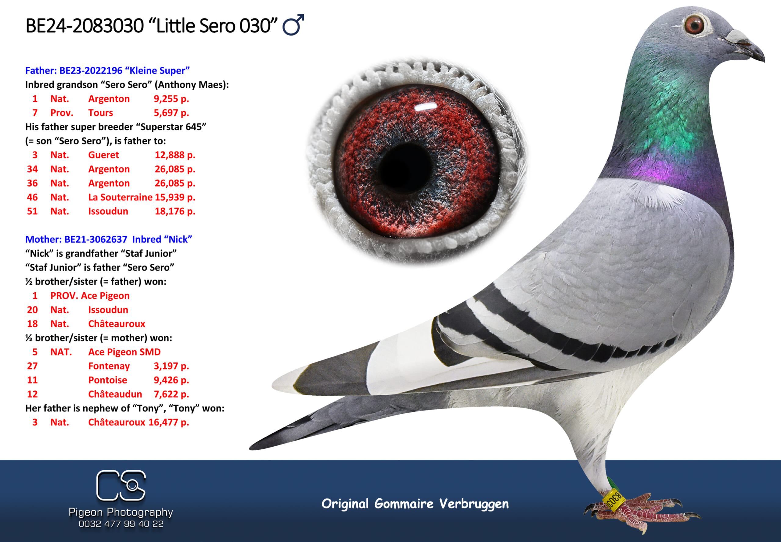 ゴメール・フェルブルッゲン 2083030-24 北野鳩舎種鳩