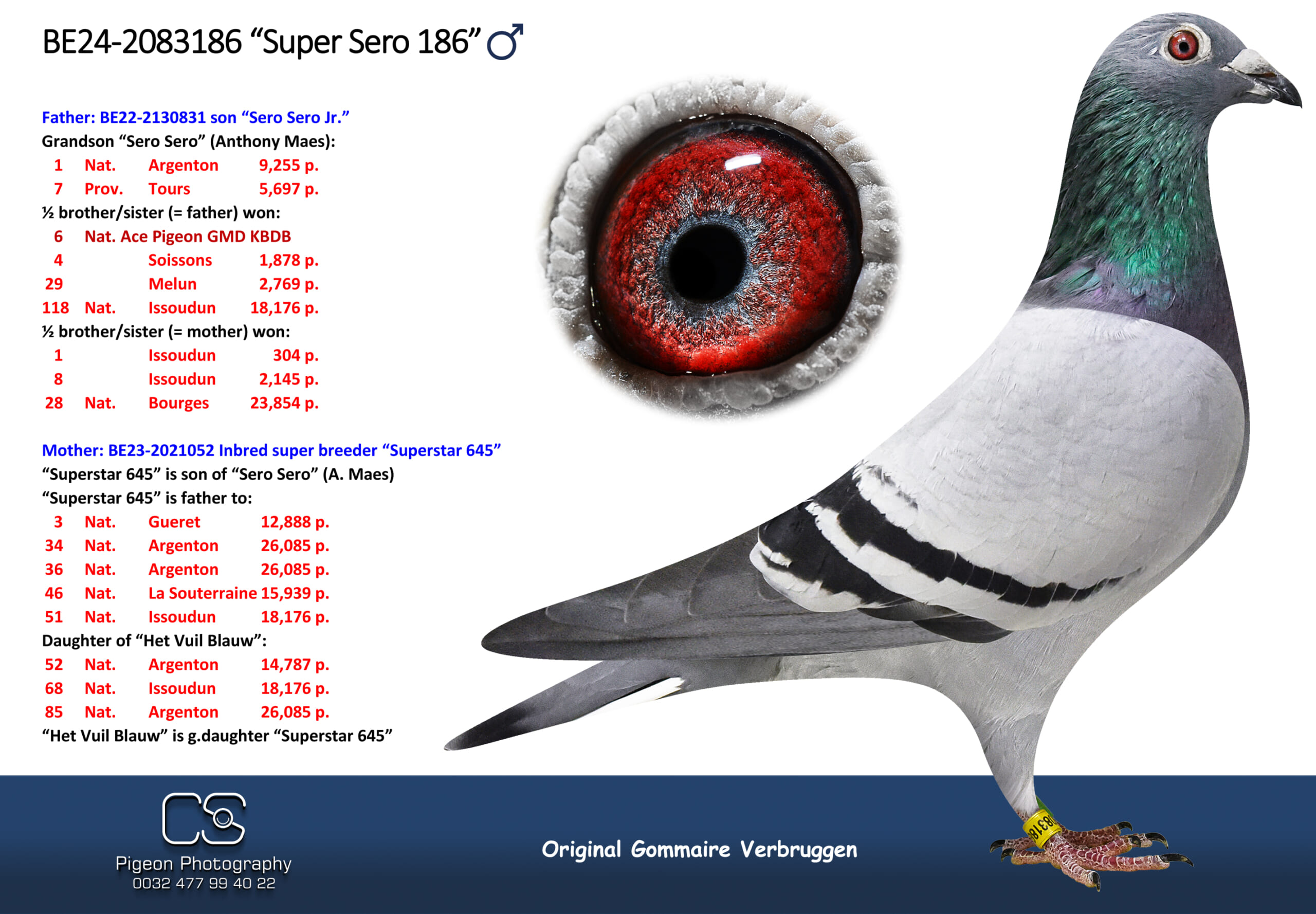 ゴメール・フェルブルッゲン 2083186-24