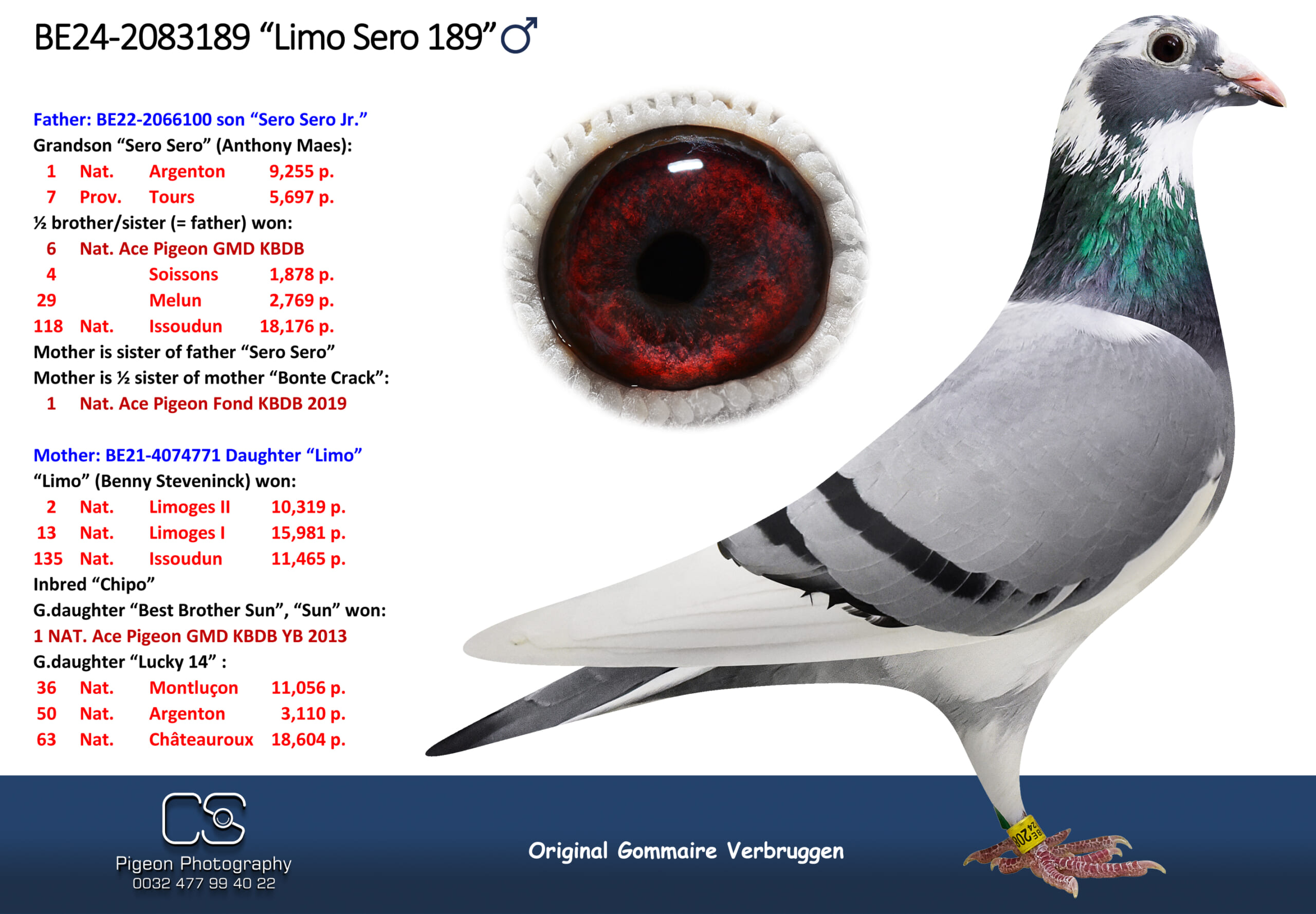 ゴメール・フェルブルッゲン 2083189-24 北野鳩舎種鳩
