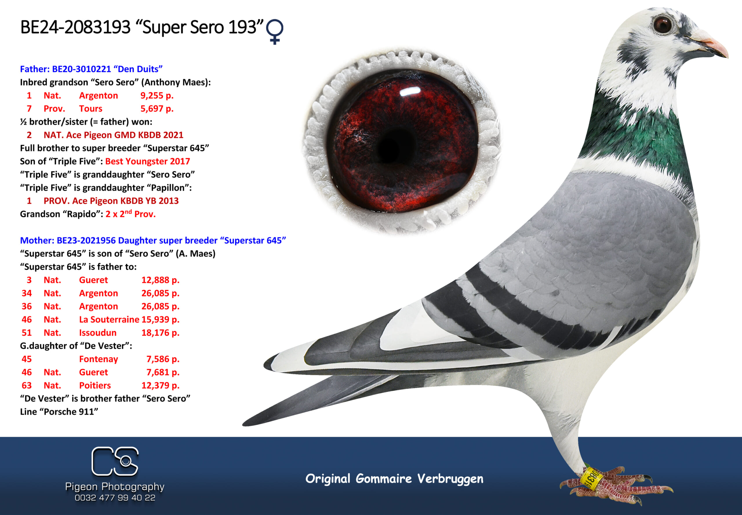 ゴメール・フェルブルッゲン 2083193-24 北野鳩舎種鳩