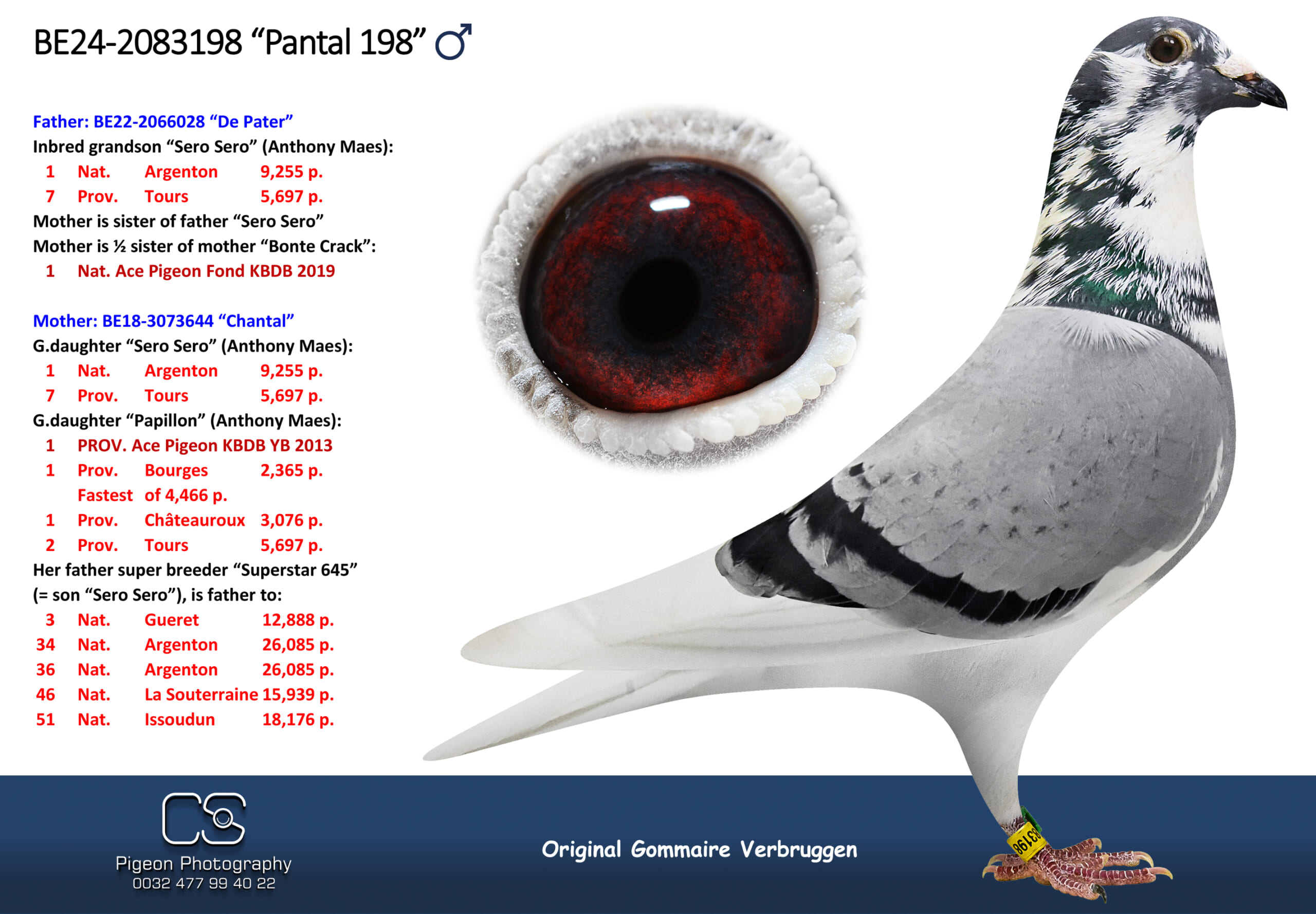 ゴメール・フェルブルッゲン 2083198-24 北野鳩舎種鳩