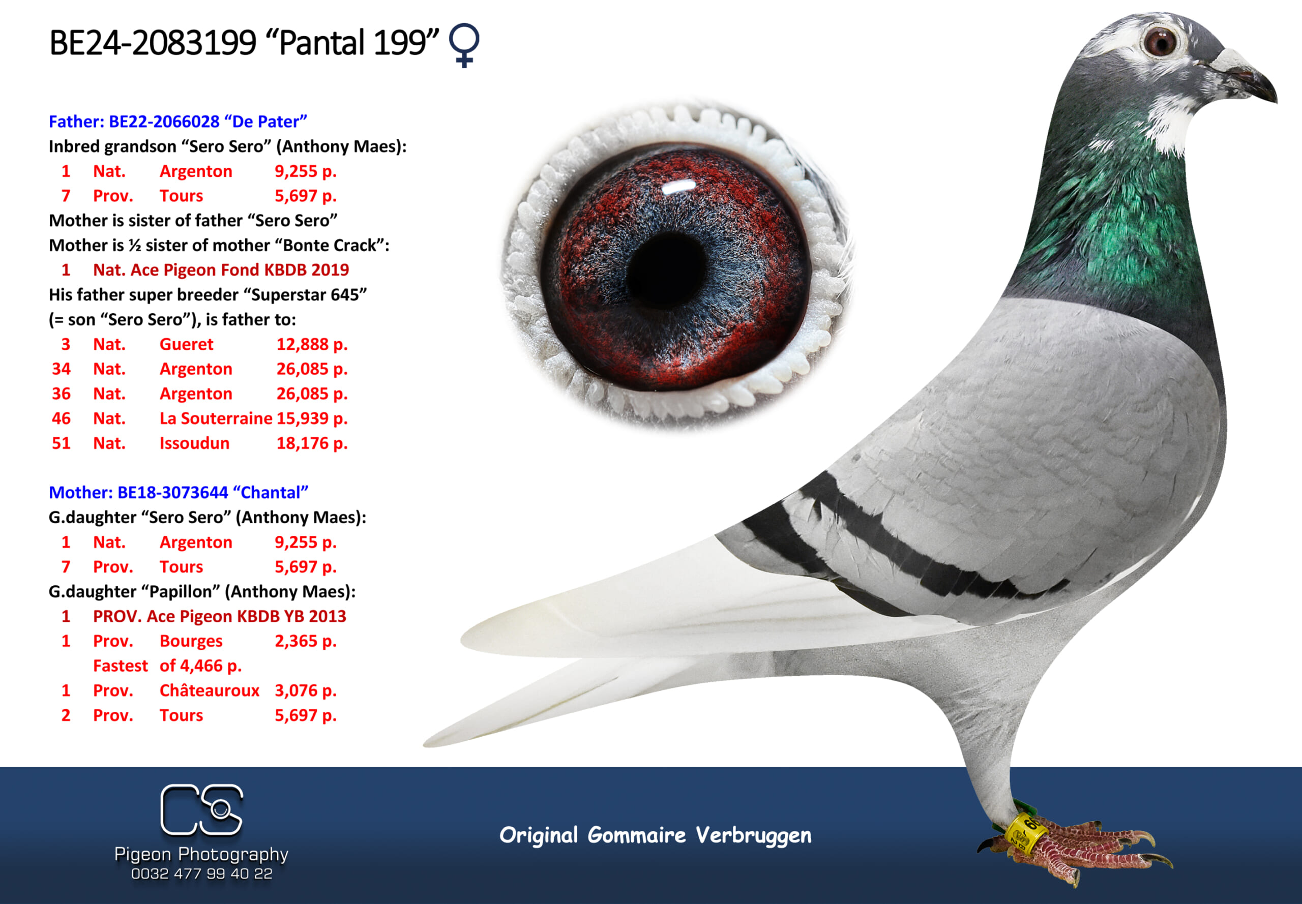 ゴメール・フェルブルッゲン 2083199-24 北野鳩舎種鳩