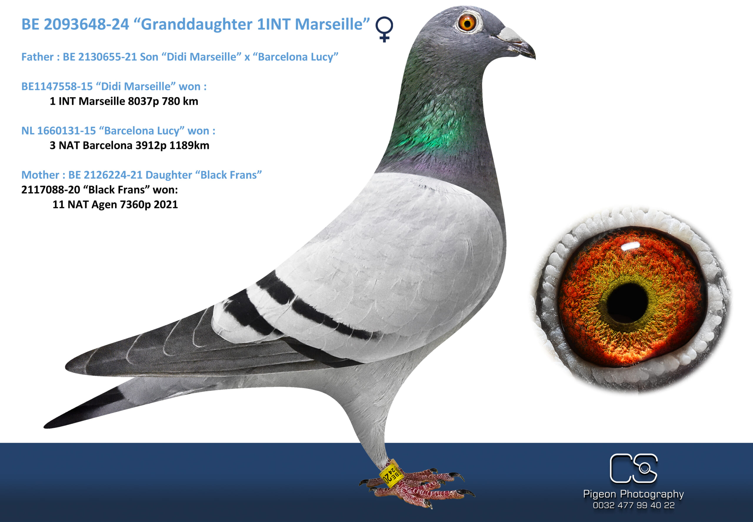 Oliviers Devos 2093648-24 北野鳩舎種鳩