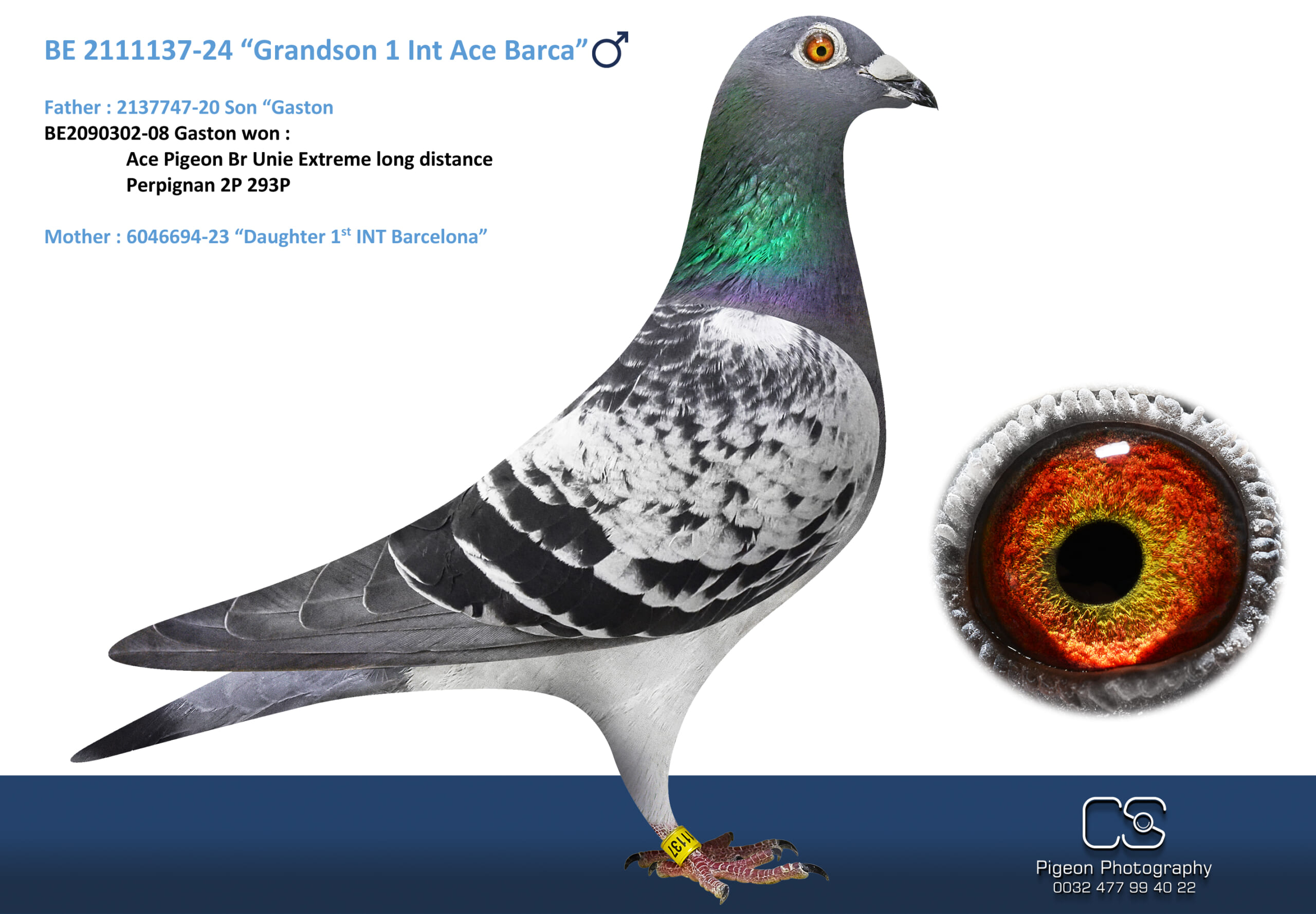 Oliviers Devos 2111137-24