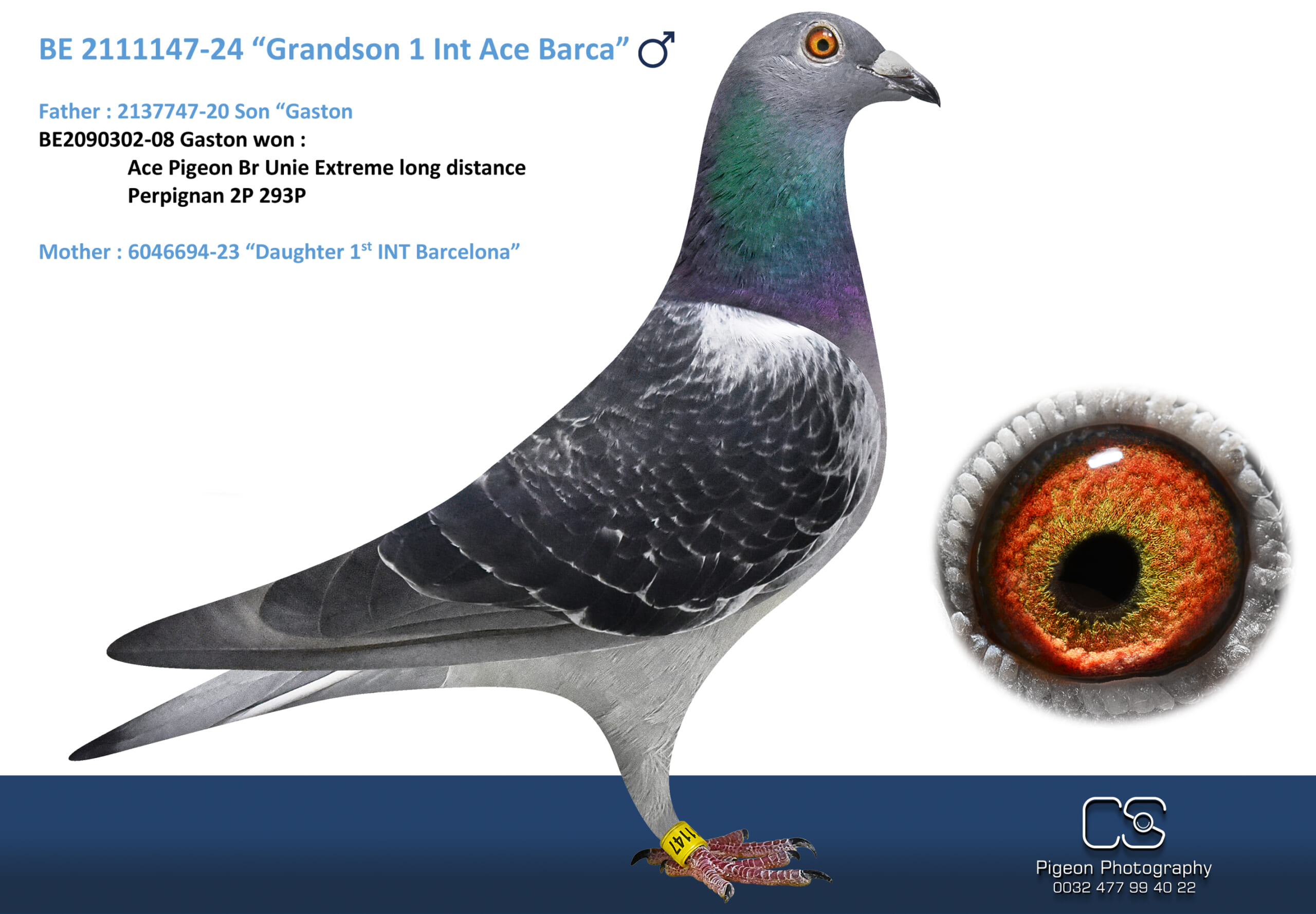 Oliviers Devos 2111147-24