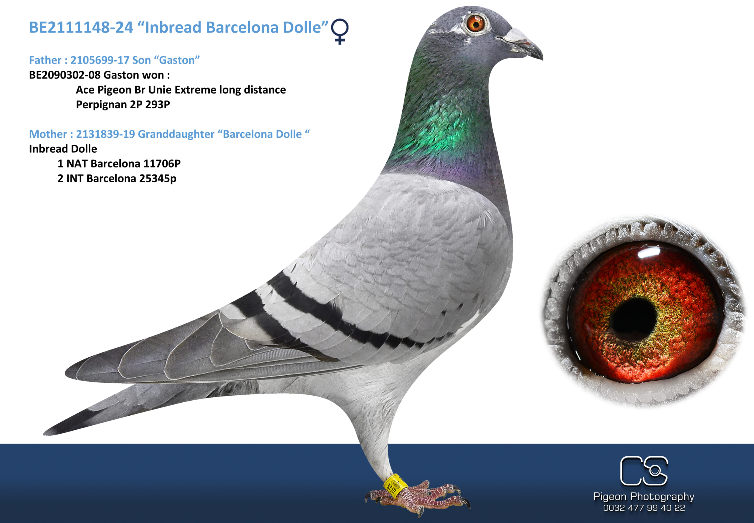 Oliviers Devos 2111148-24