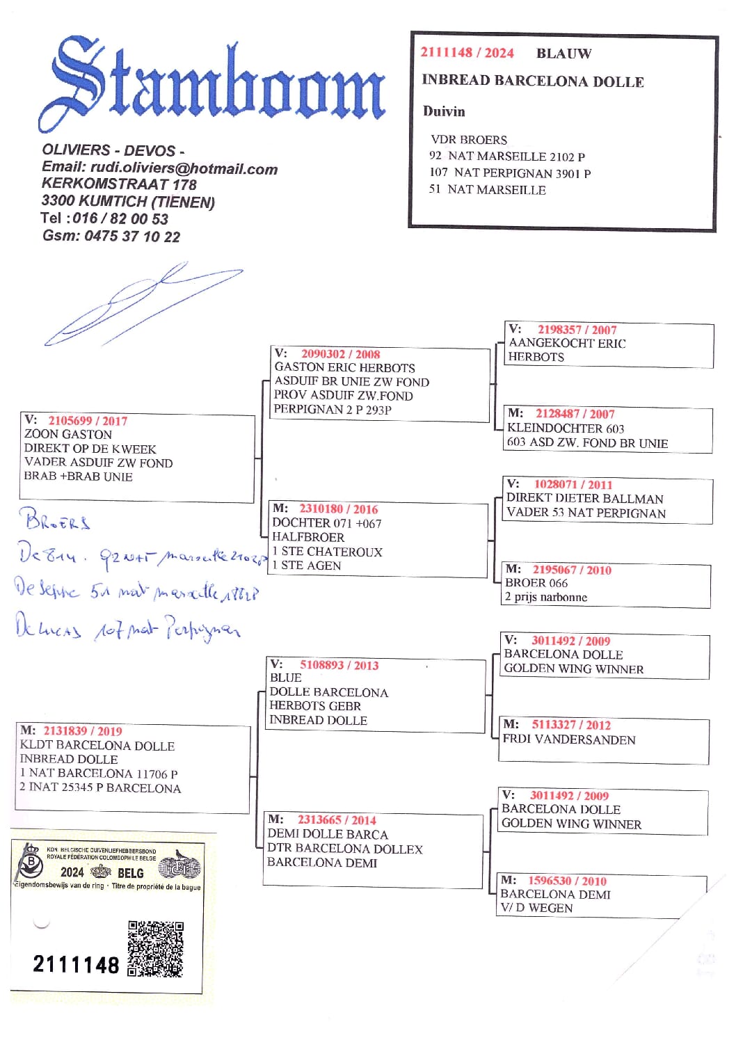 Oliviers Devos 2111148-24 - 画像 (2)