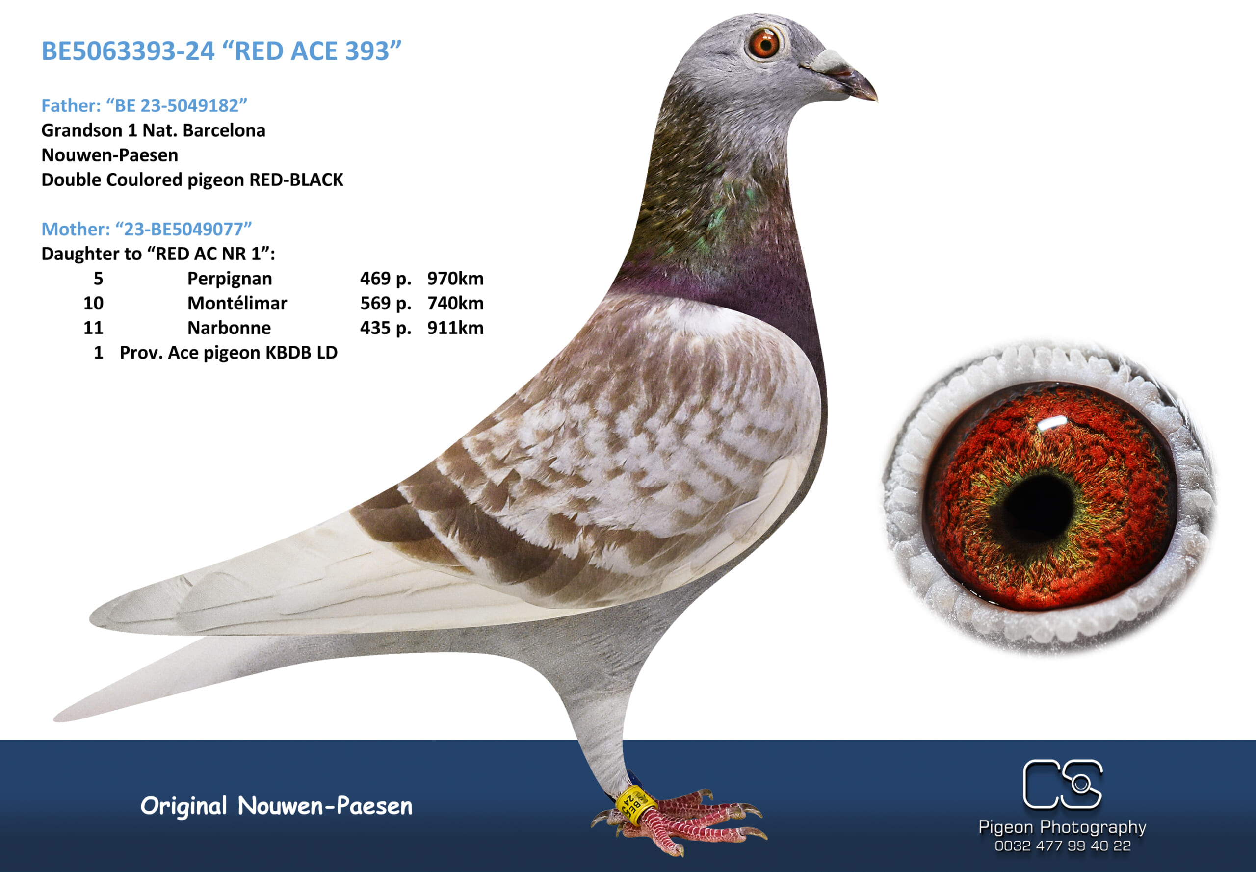 Nouwen Paesen 5063393-24