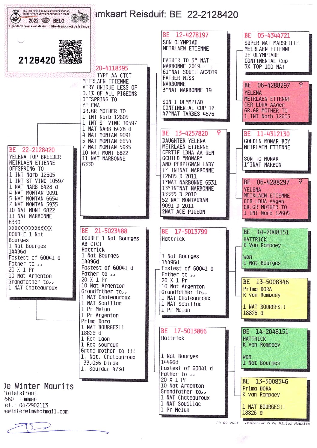 De WinterMaurits BE 22-2128420 北野鳩舎種鳩 - 画像 (2)