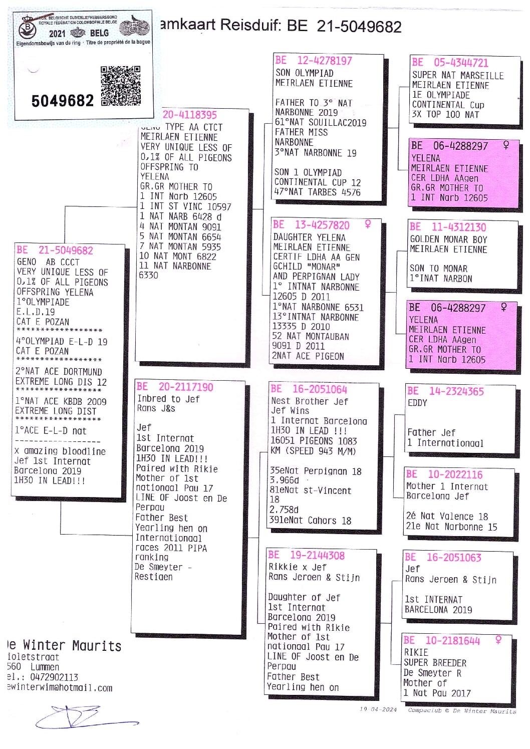 De WinterMaurits BE 21-5049682 北野鳩舎種鳩 - 画像 (2)