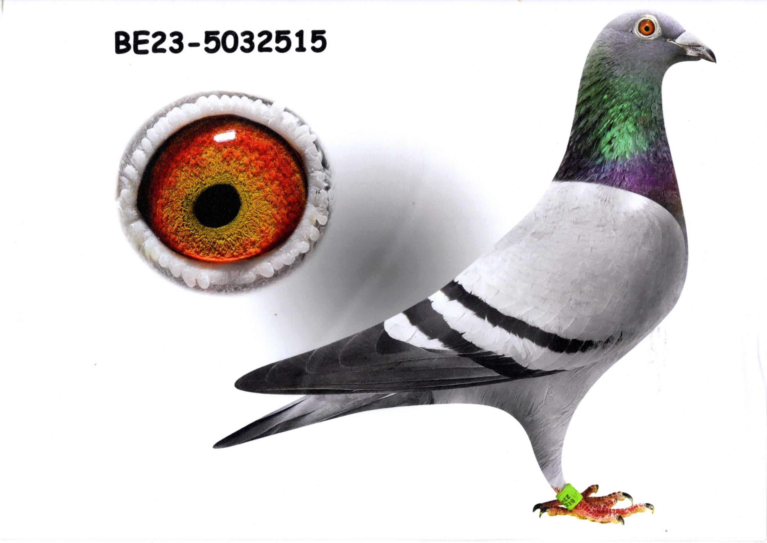 キッテル近親 23-5032515 売切れ