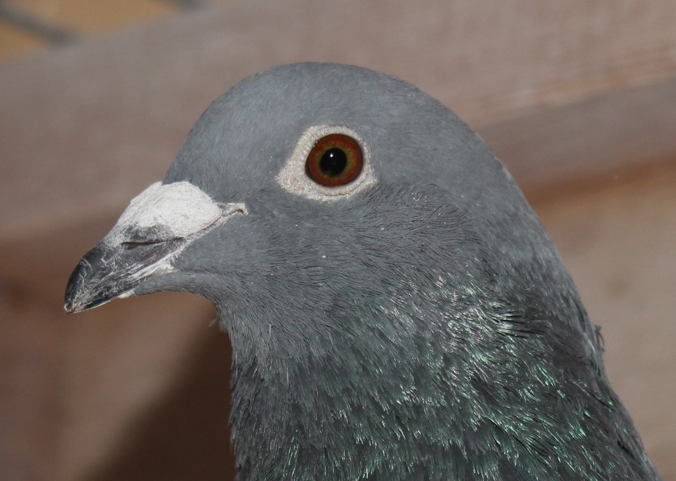 横出鳩 24-LK12239 - 画像 (3)