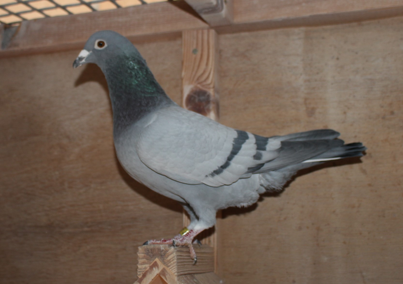 横出鳩 24-LK12239