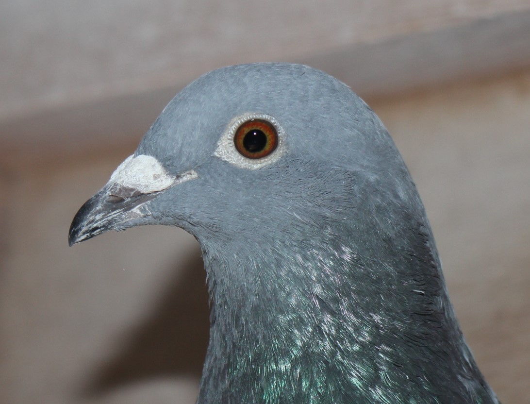 横出鳩 24-LK12240売切れ - 画像 (3)