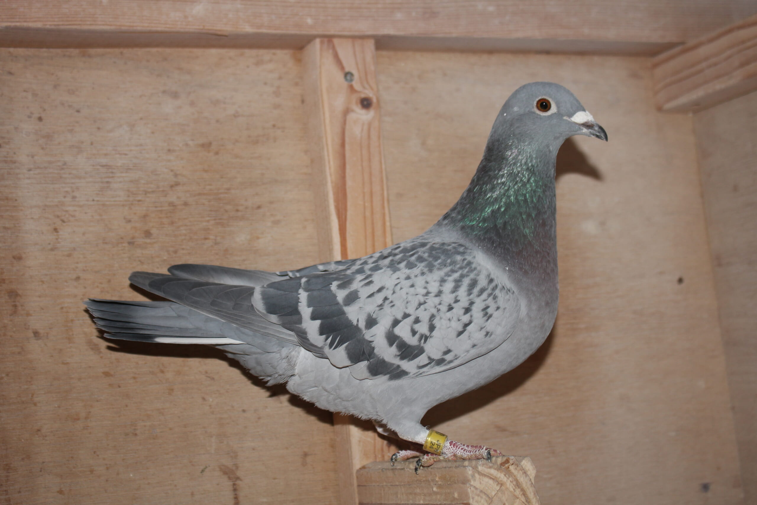 横出鳩 24-LK12240売切れ