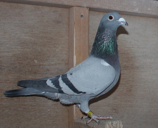 横出鳩 24-LK12246売切れ