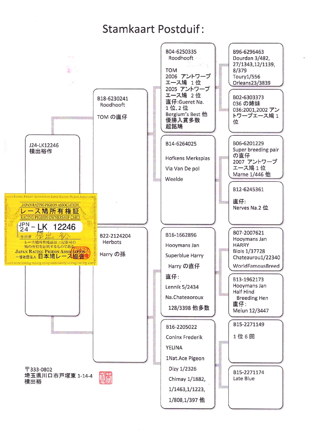 横出鳩 24-LK12246売切れ - 画像 (3)