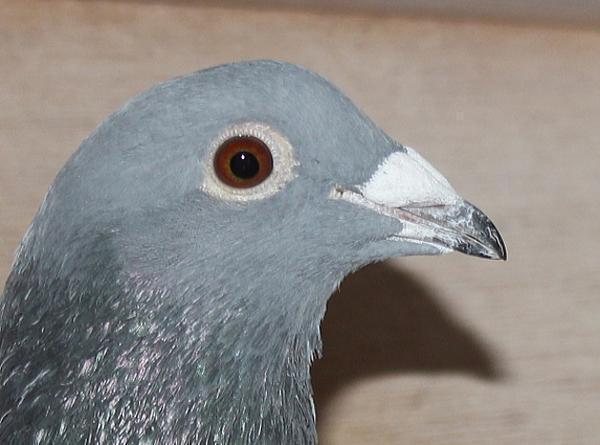 横出鳩 24-LK12246売切れ - 画像 (2)