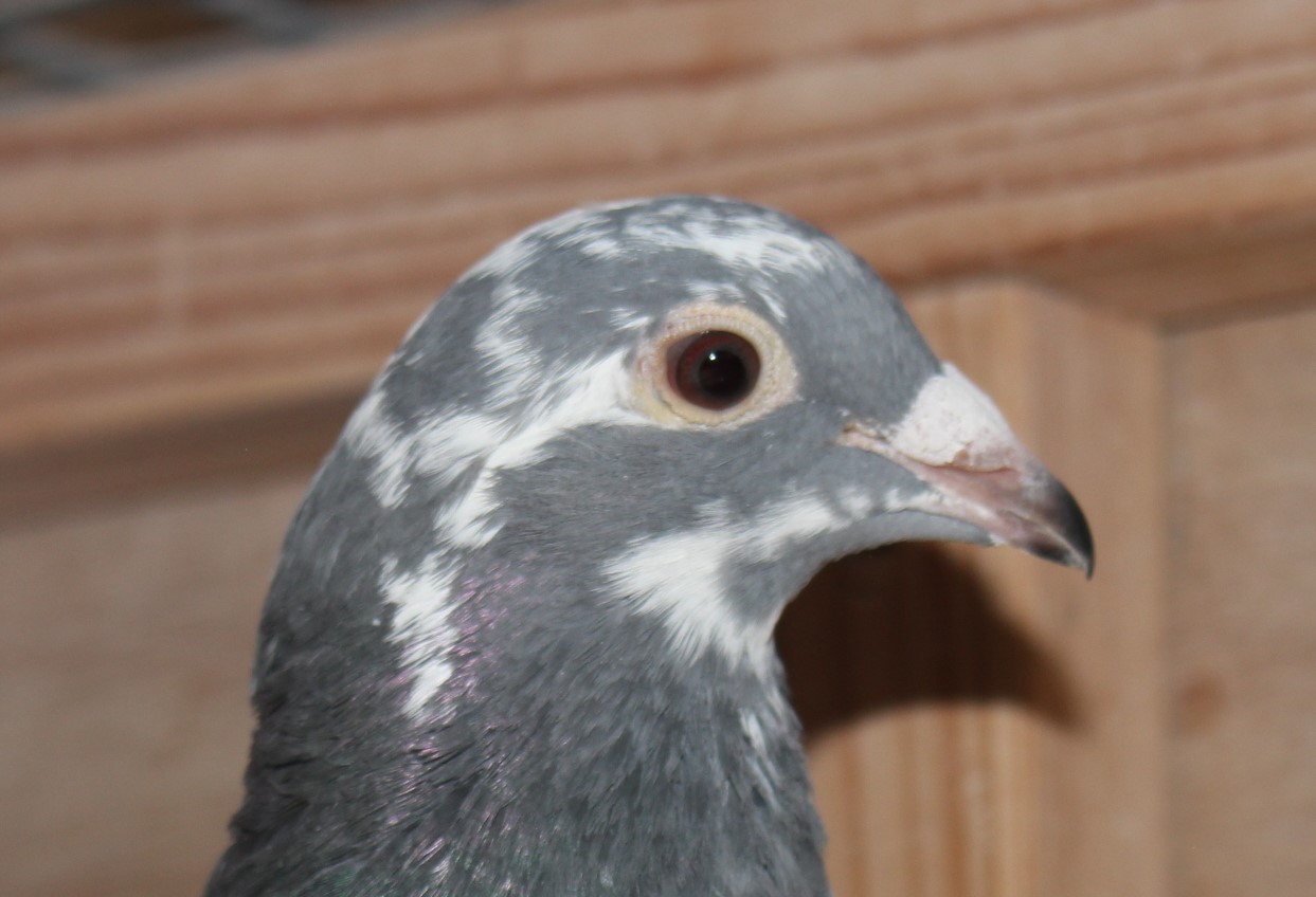 横出鳩 24-LK12253売切れ - 画像 (3)